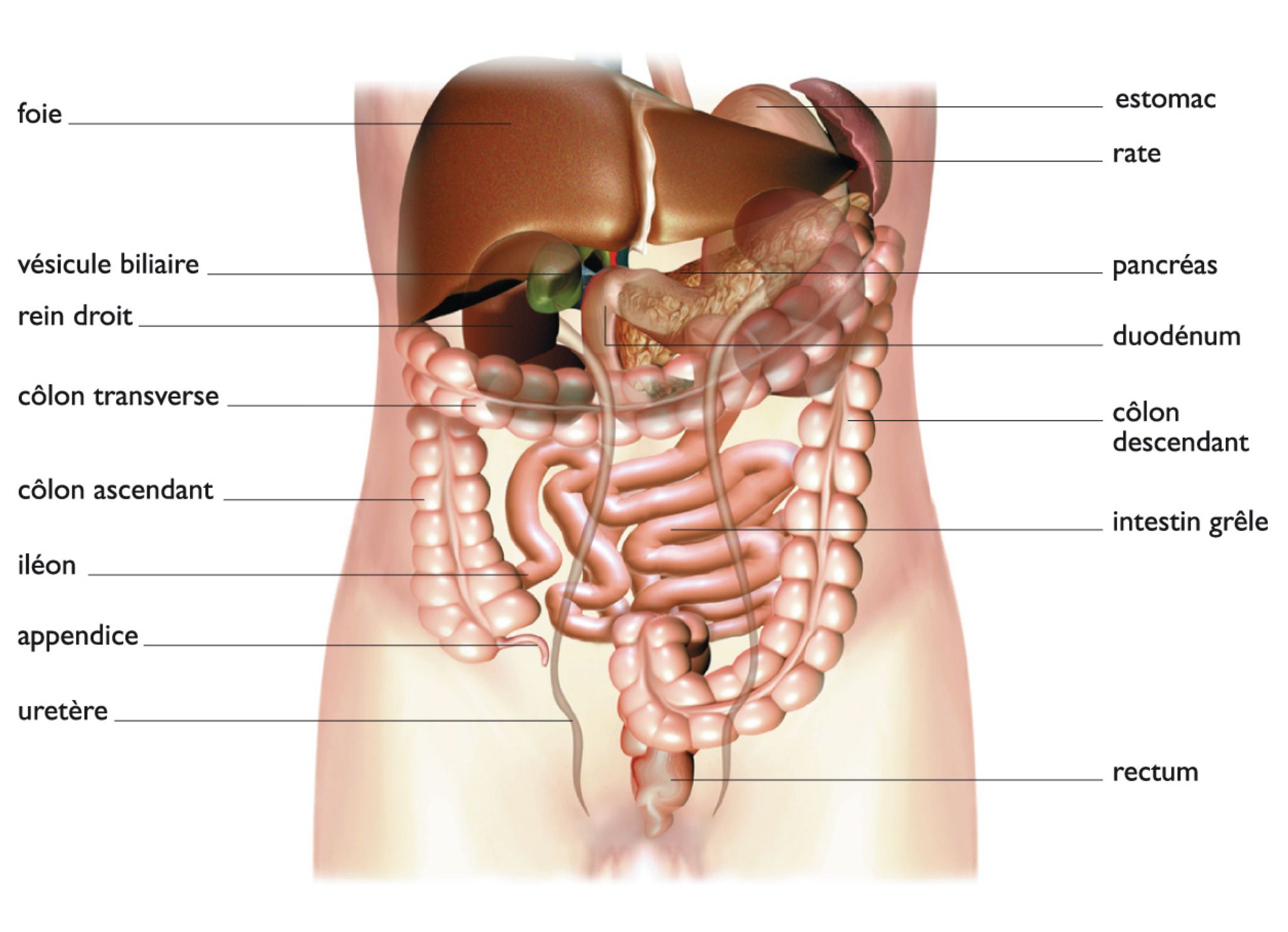 les principaux organes de l’abdomen