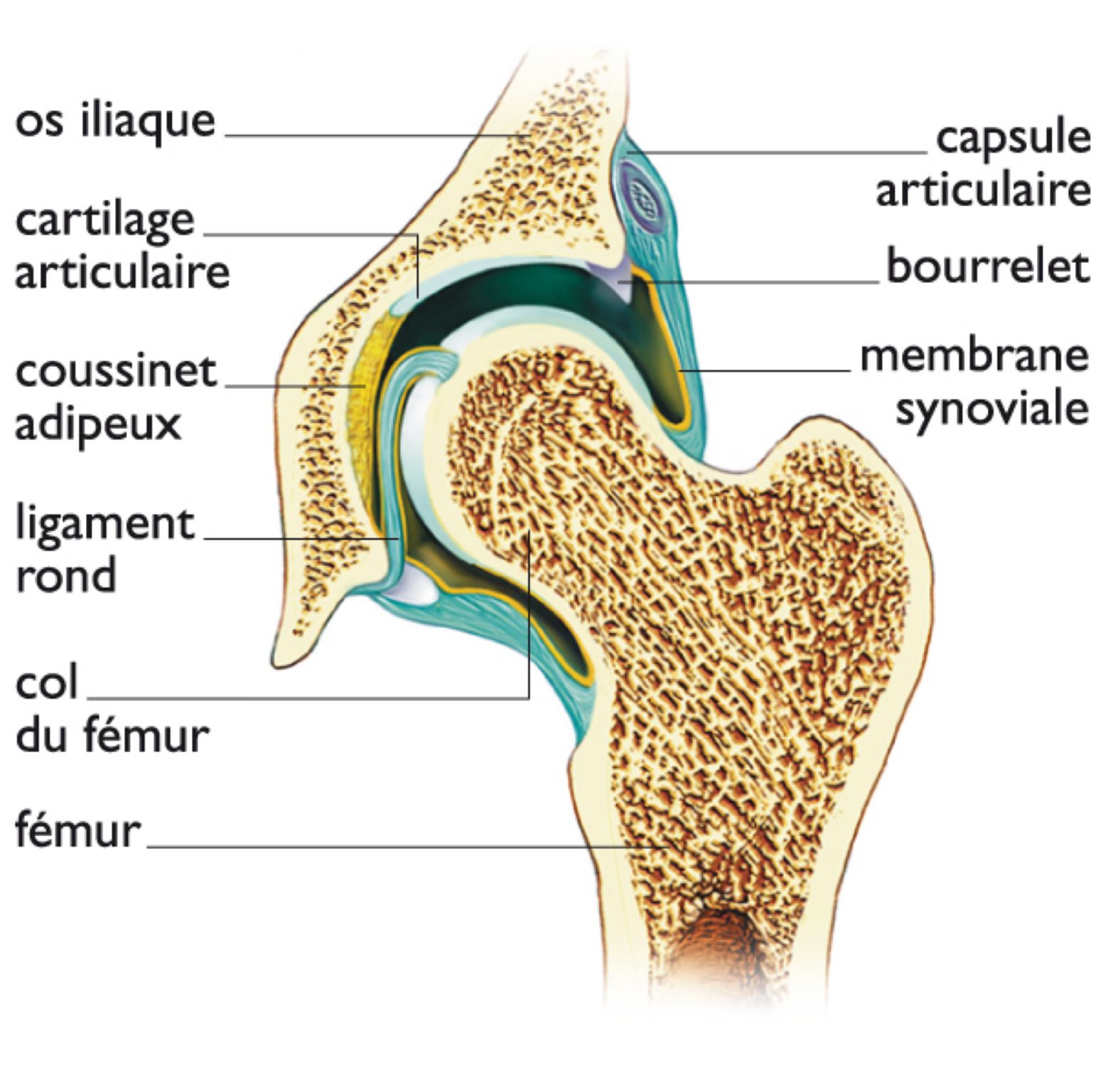 l’articulation de la hanche (coupe)