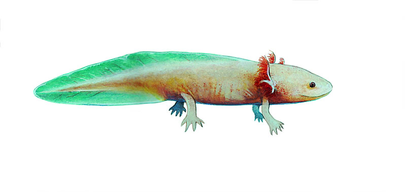 un axolotl, une salamandre qui reste à l’état larvaire sans jamais devenir adulte
