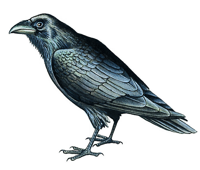 un corbeau