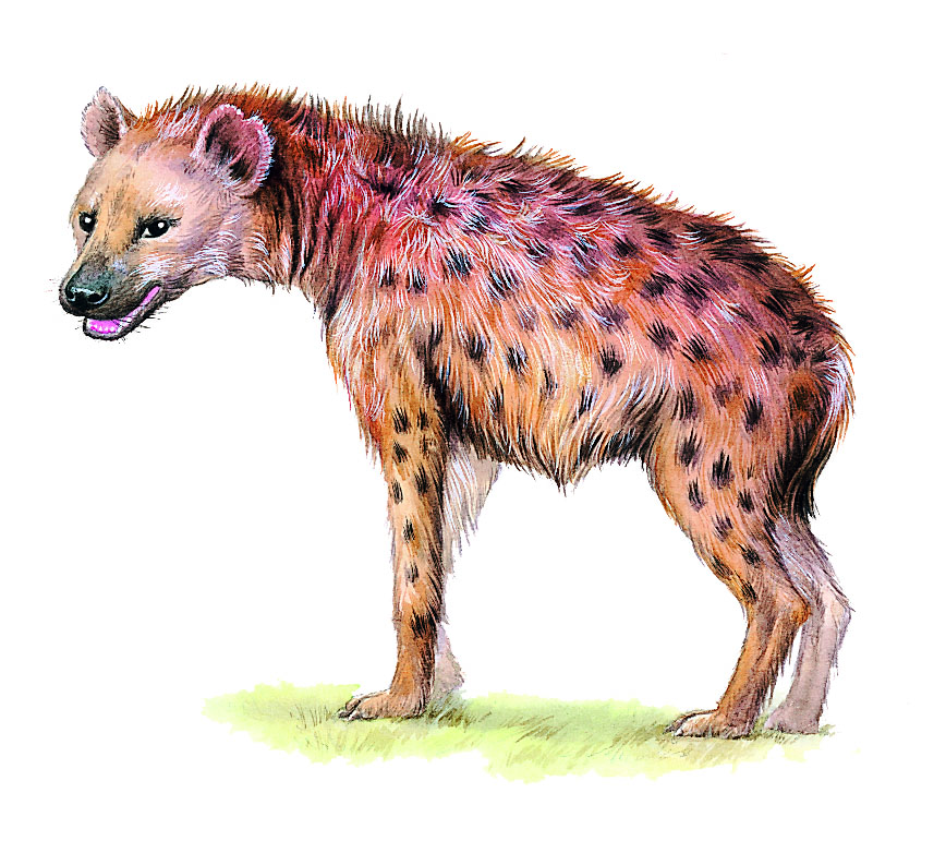 une hyène tachetée