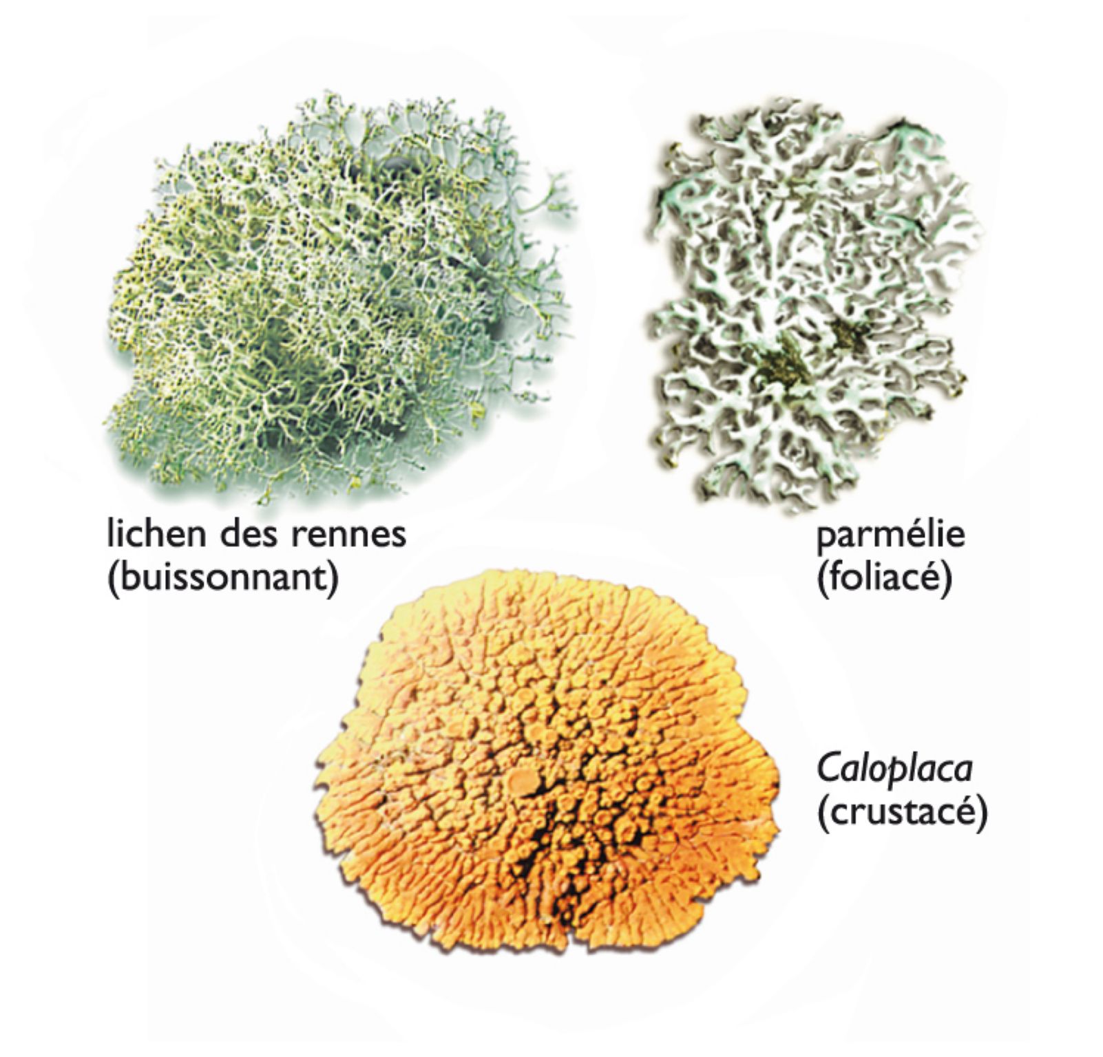 différents lichens