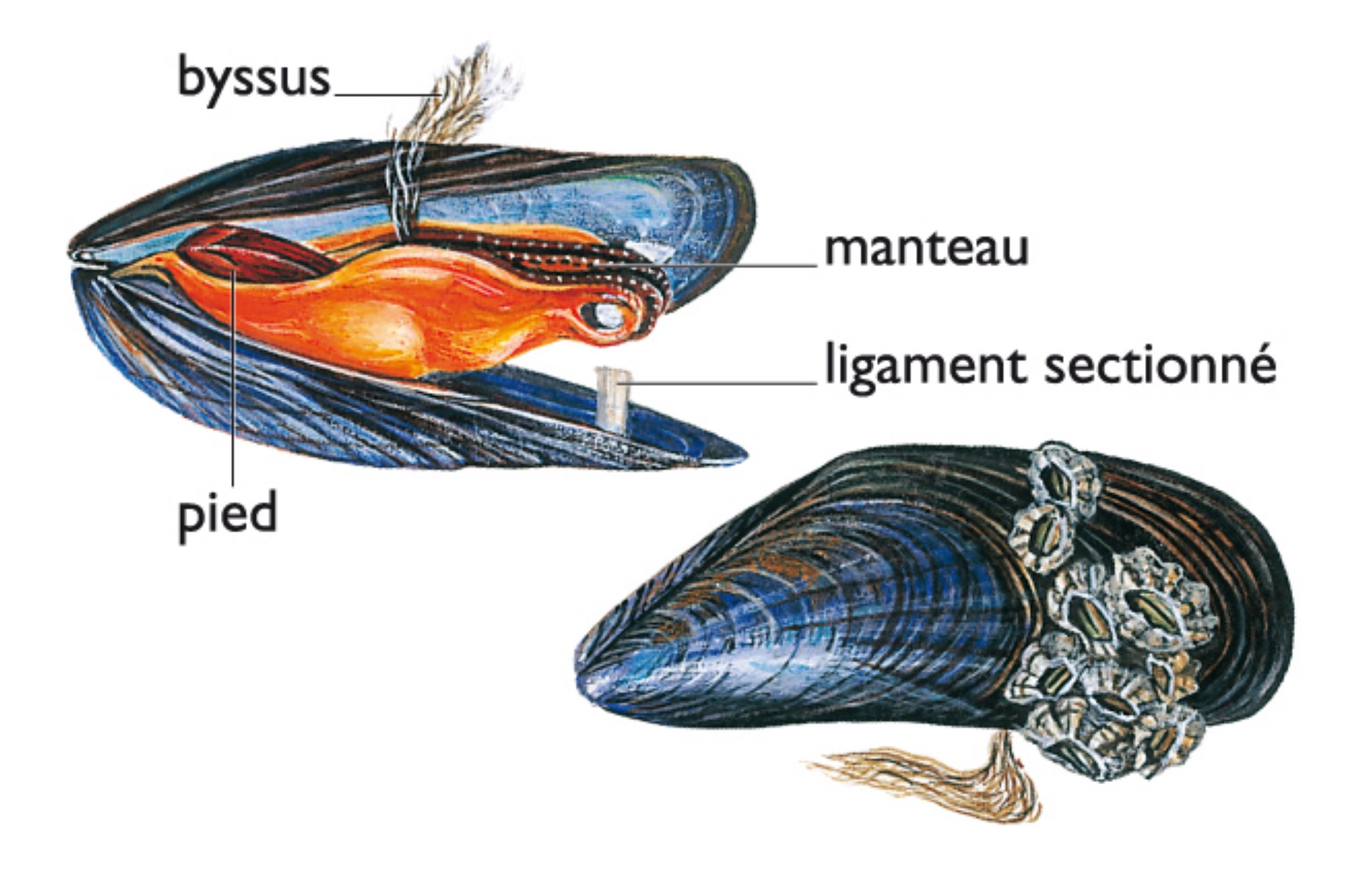 la moules (vue anatomique et vue externe)