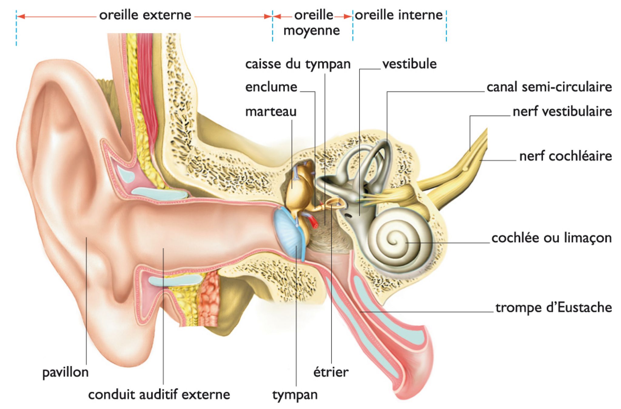 anatomie de l’oreille
