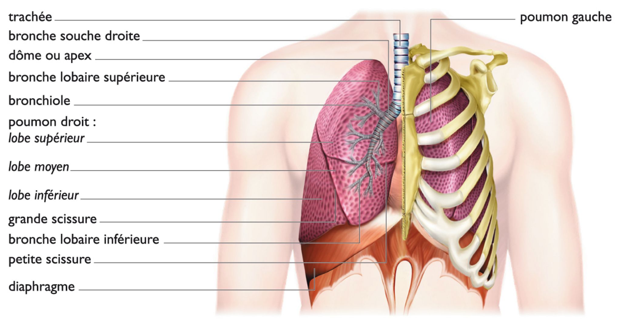 anatomie du poumon