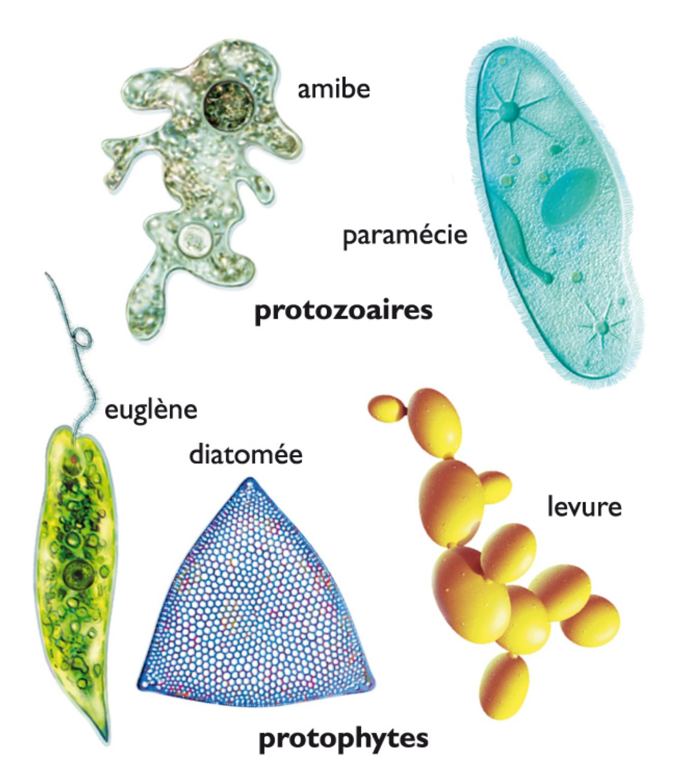 quelques espèces de protistes, organismes unicellulaires microscopiques