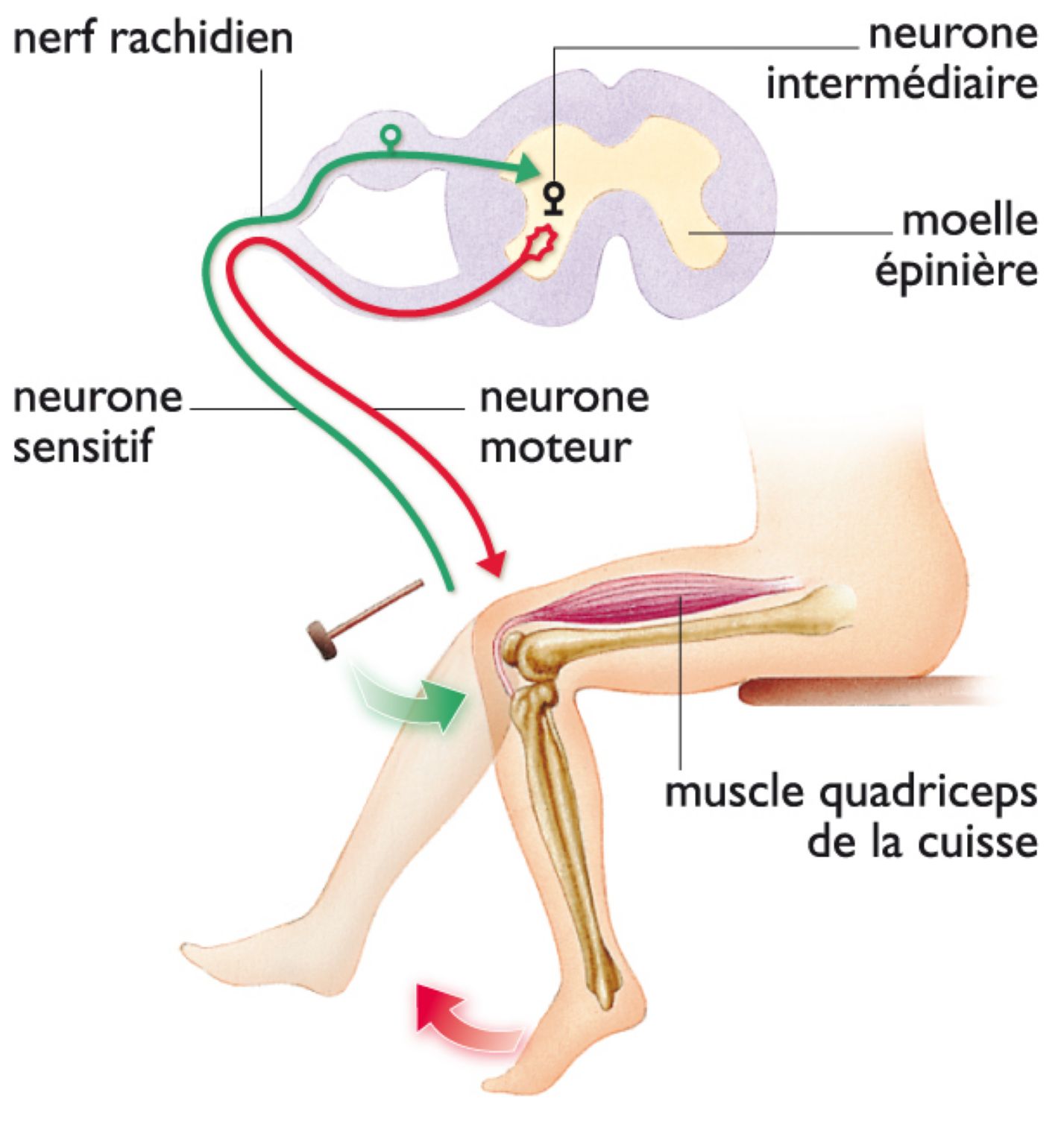le réflexe rotulien (un léger coup sur la rotule entraîne l’extension involontaire de la jambe ; le message nerveux est véhiculé par les neurones, contenus dans les nerfs, jusqu’à la moelle épinière, sans passer par le cerveau)