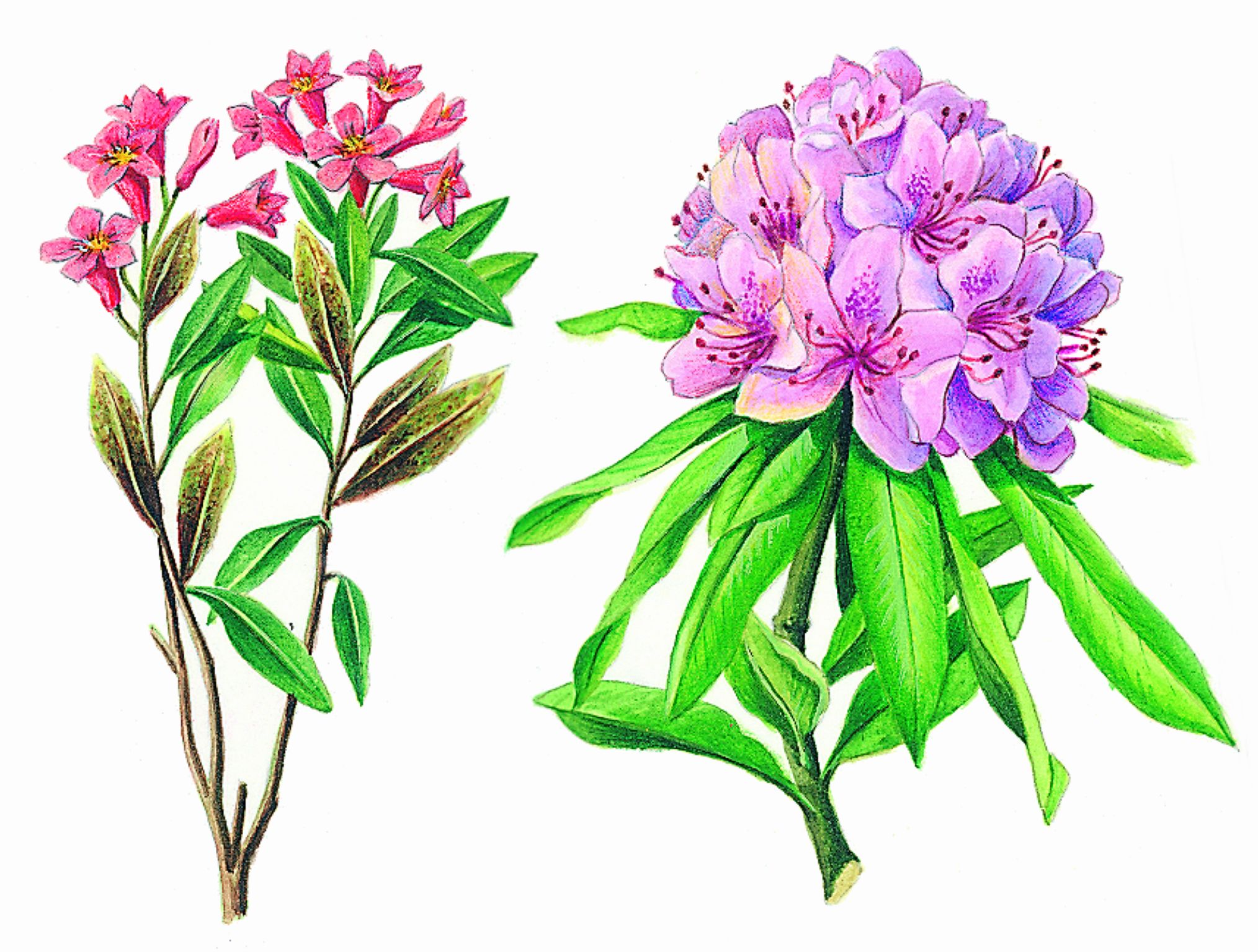 des rhododendrons
