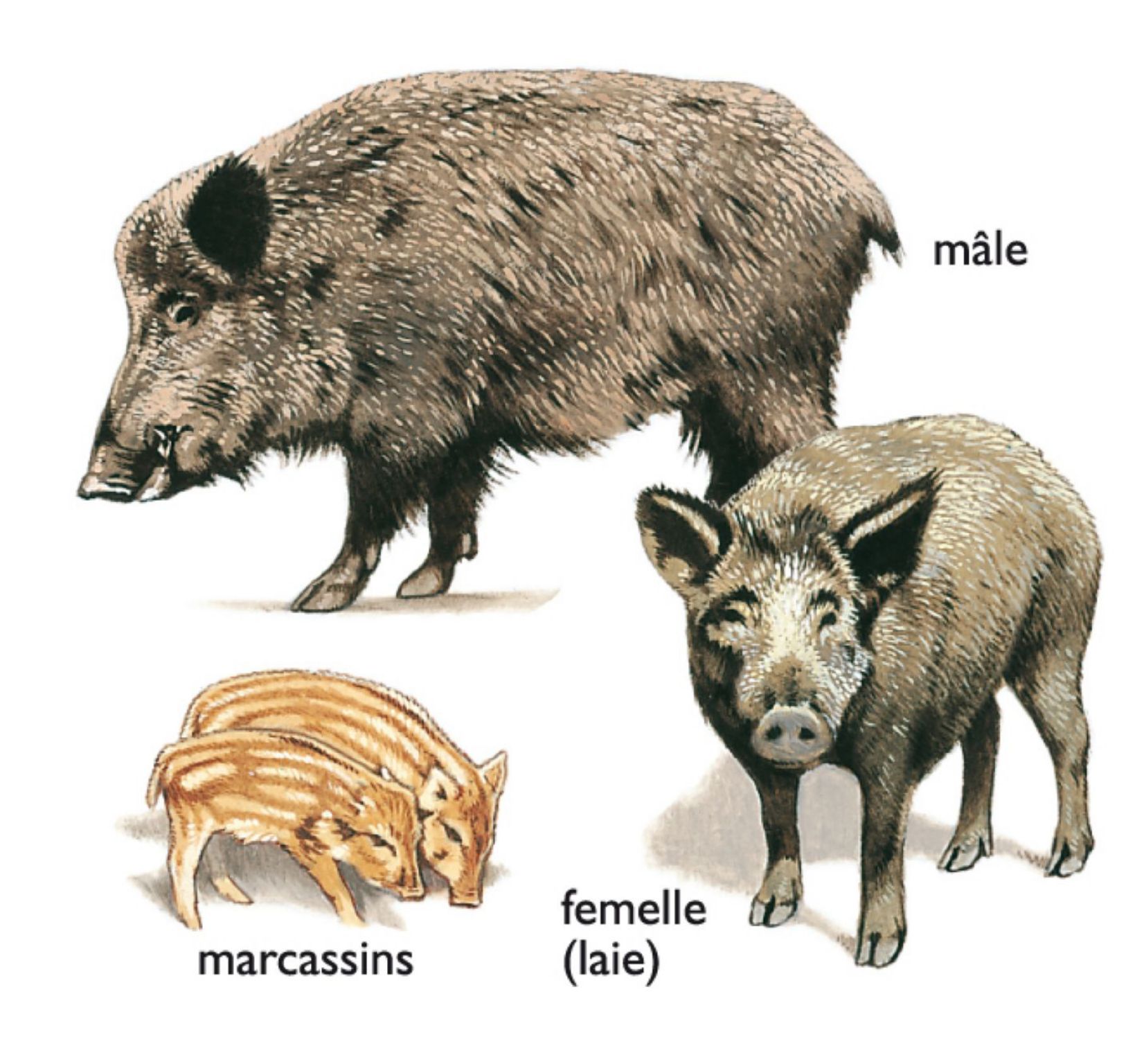 sangliers : le mâle, la femelle (laie) et les petits (marcassins)