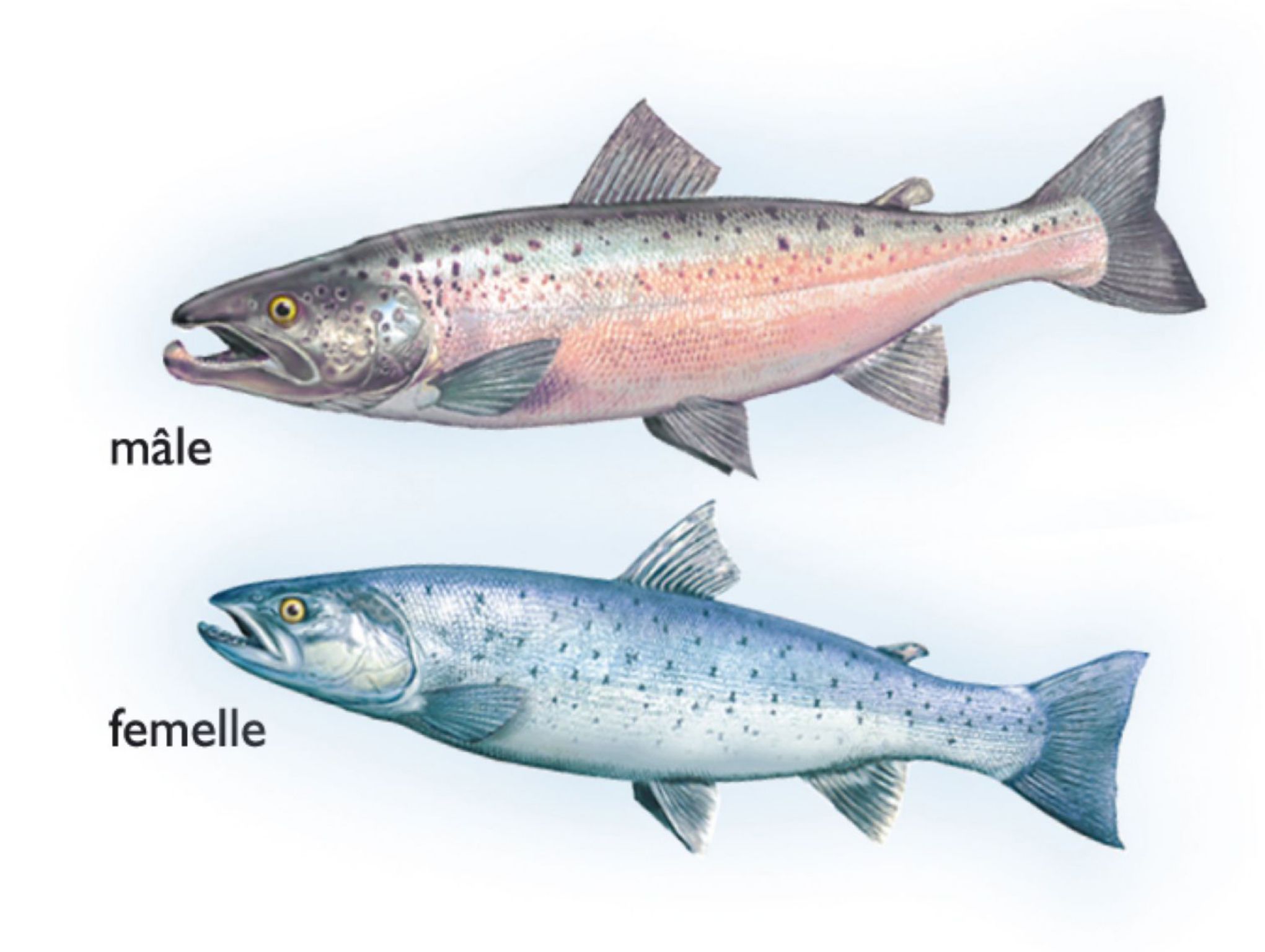 des saumons mâle et femelle