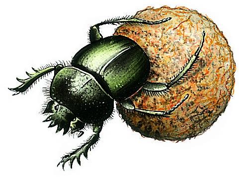 un scarabée sacré (bousier)