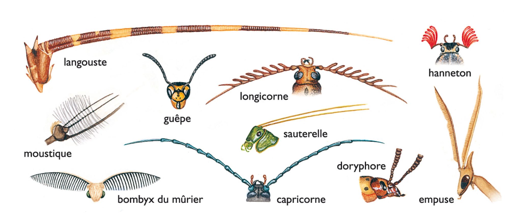 comparaison des antennes de quelques animaux