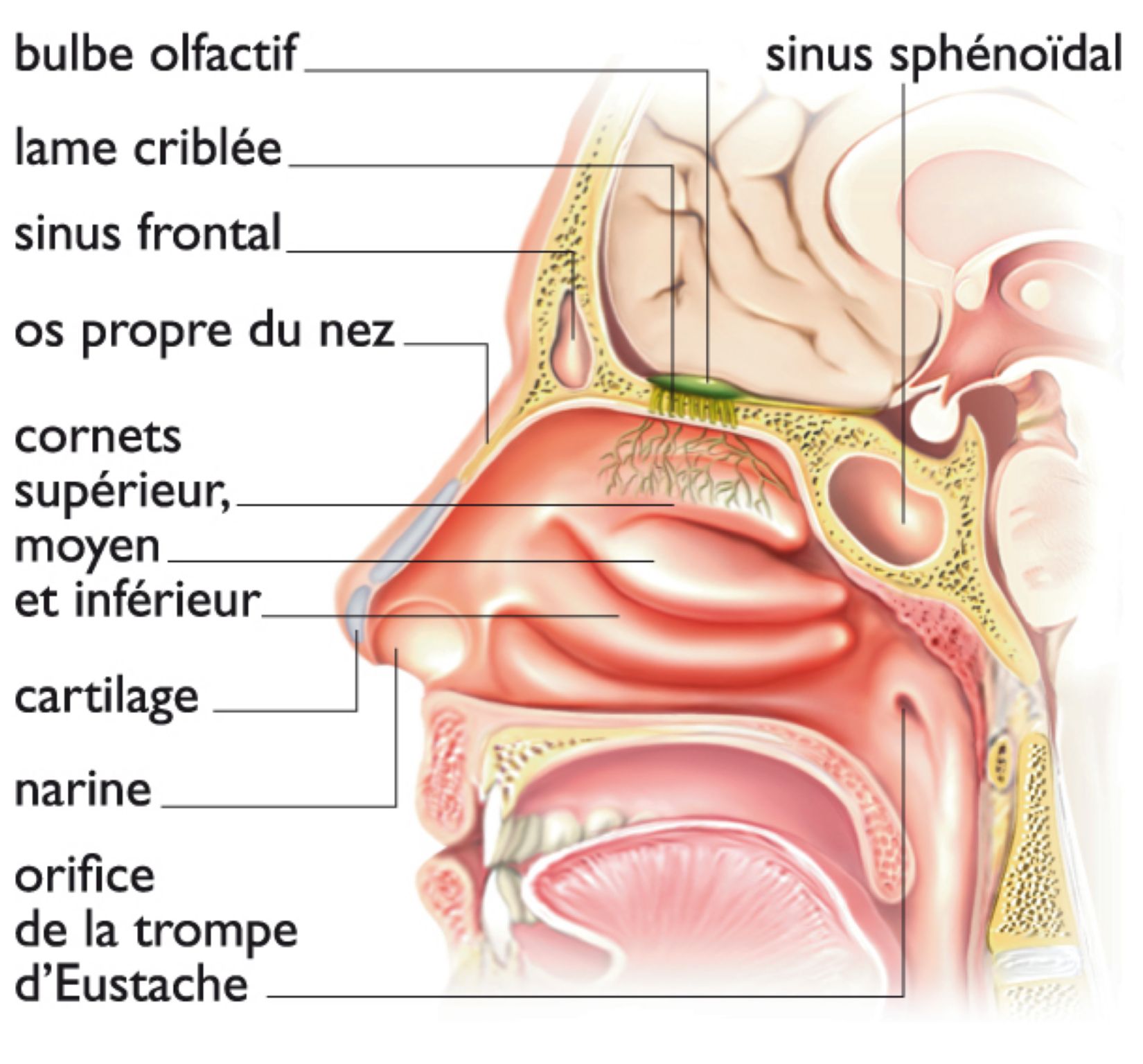 l’intérieur d’une fosse nasale
