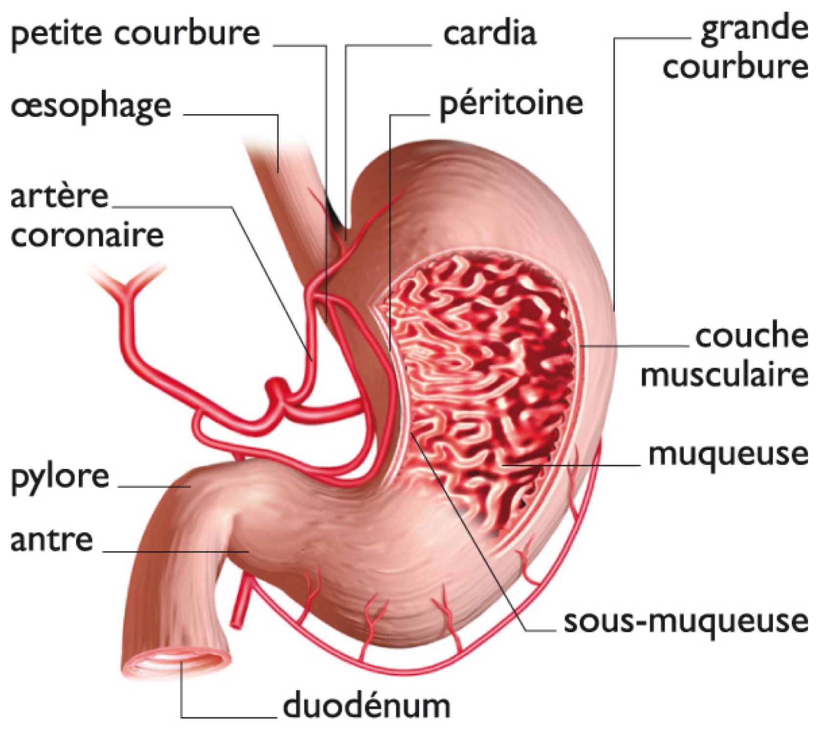 anatomie de l’estomac