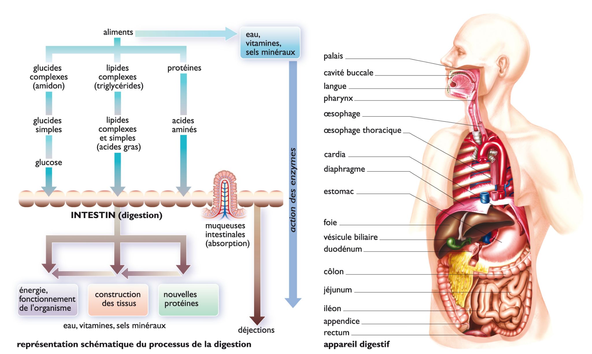 représentation du processus de la digestion