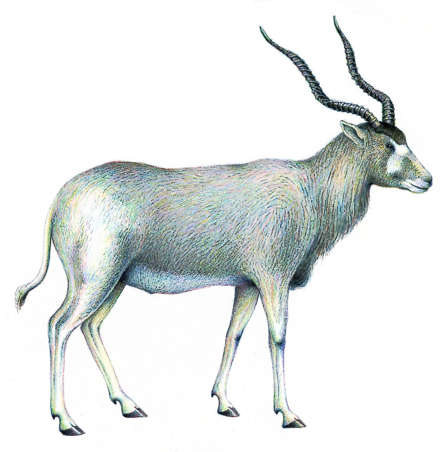 un addax (antilope à nez tacheté)