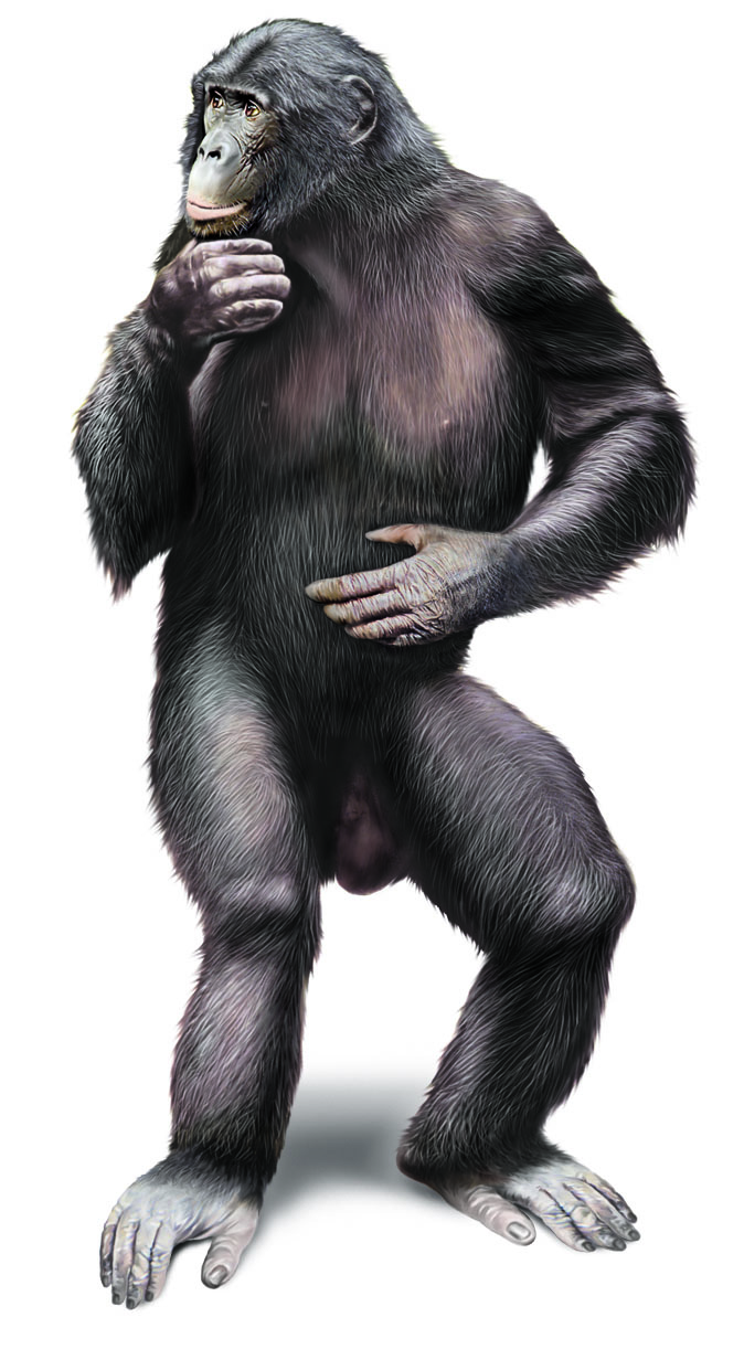 un bonobo (ou chimpanzé nain)