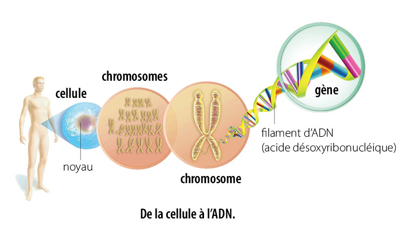 Le noyau des cellules contient des chromosomes constitués d’ADN qui porte les gènes.