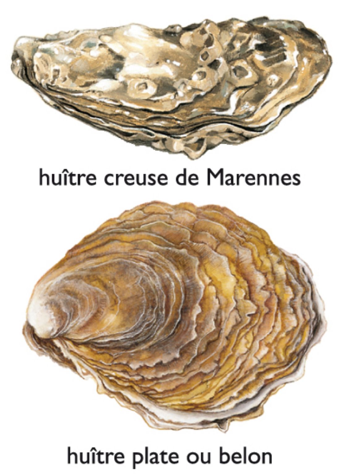 deux types d’huîtres