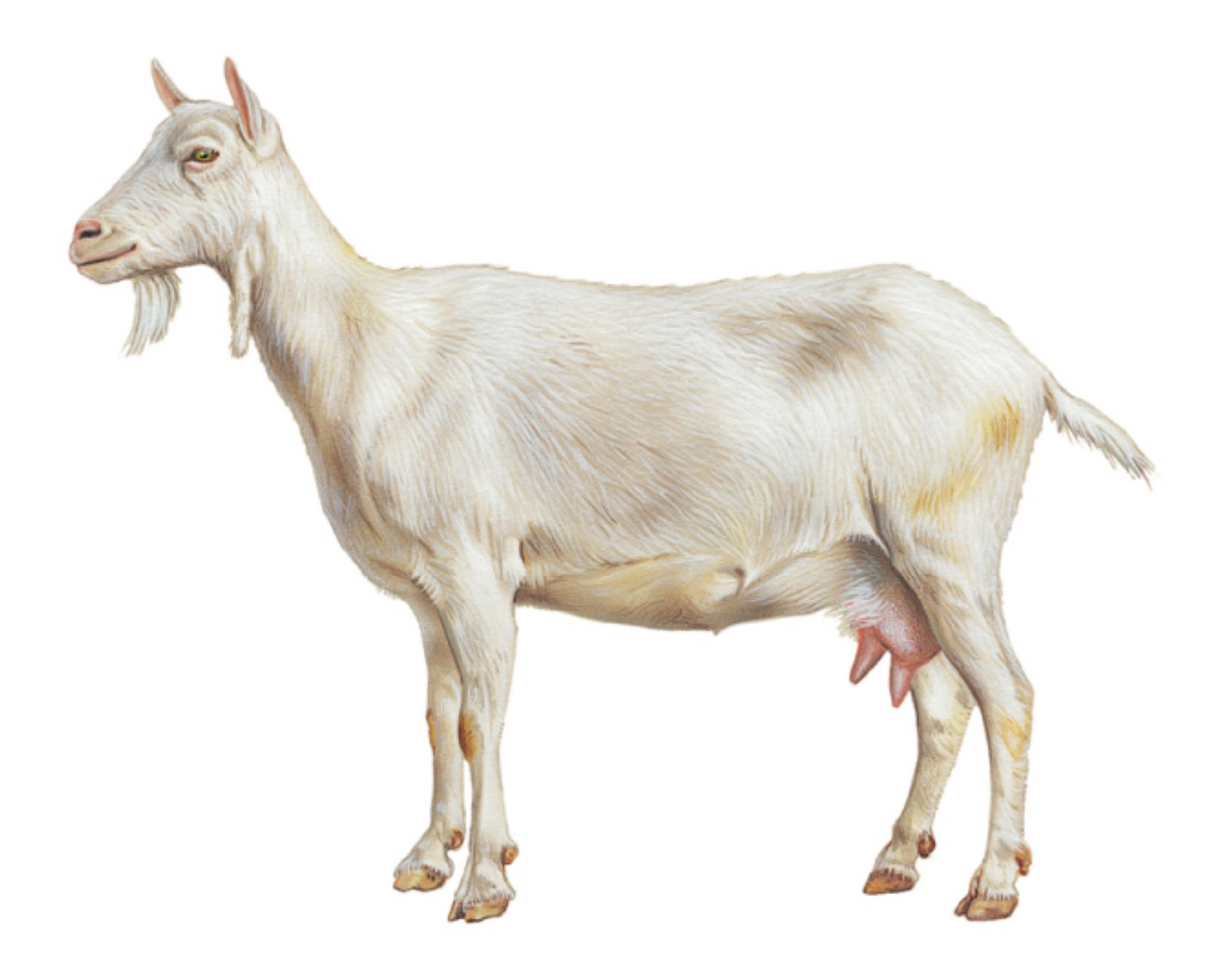 une chèvre de race saanen (originaire de Suisse)