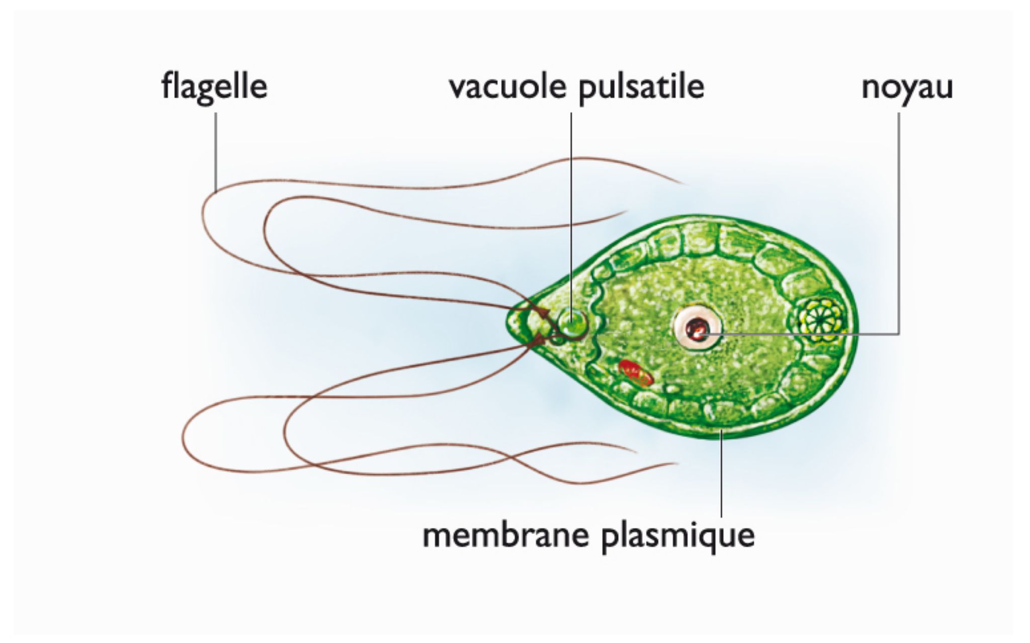 les flagelles d’une algue unicellulaire