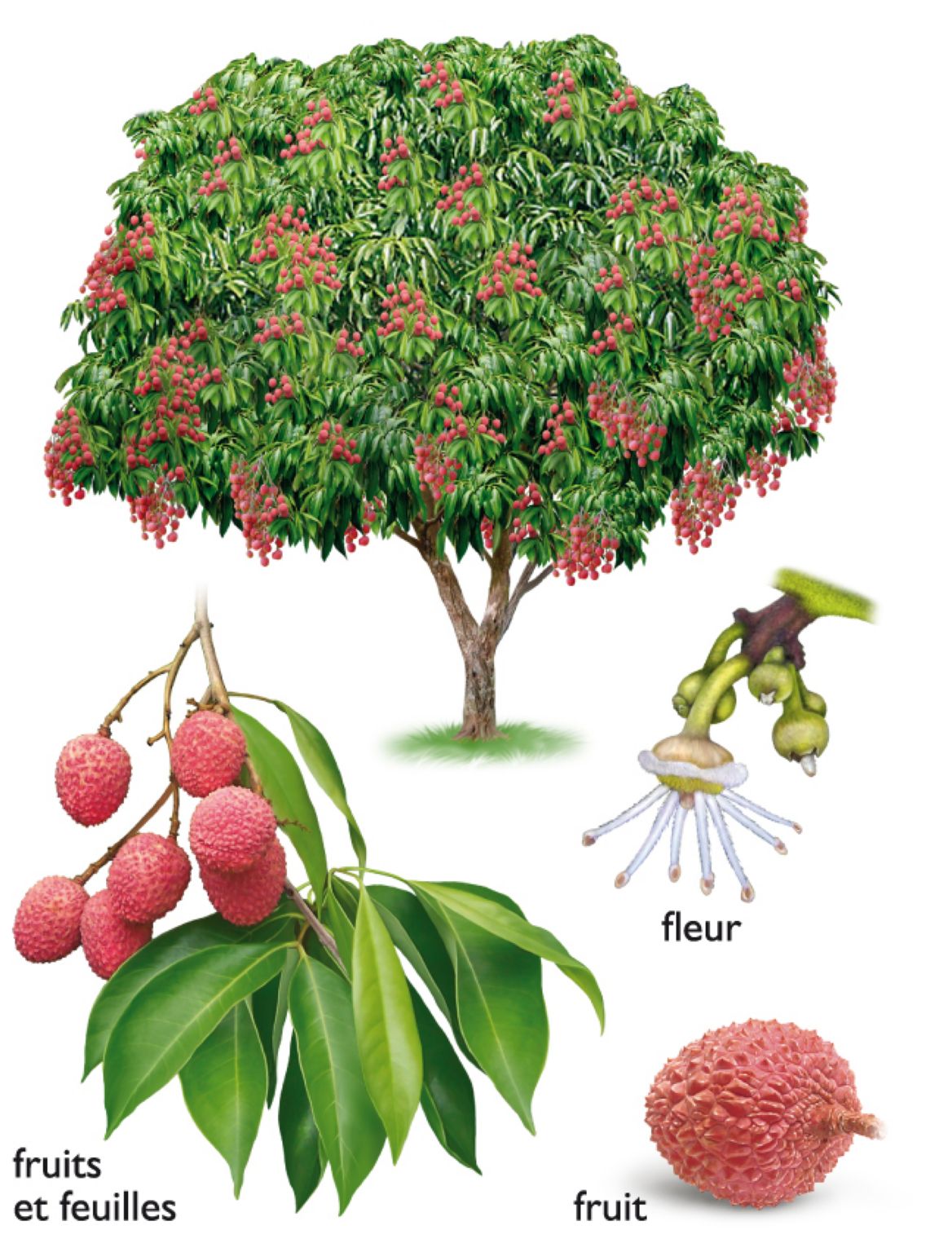 litchi : l’arbre et le fruit
