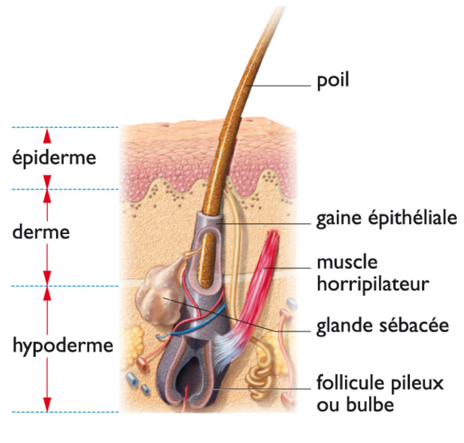 la structure d’un poil