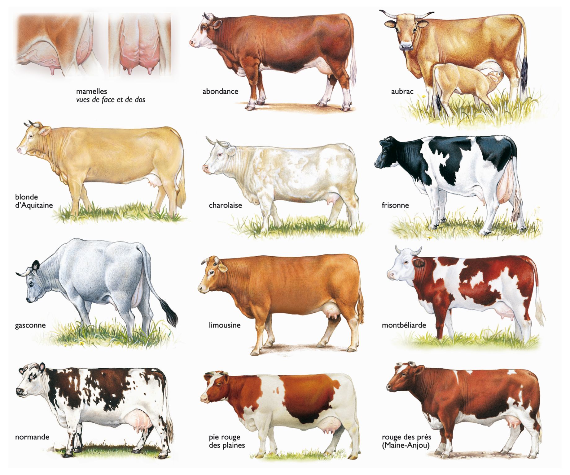 différentes races de vaches françaises