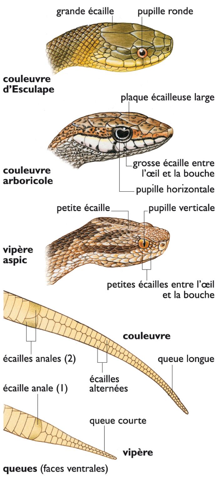différences morphologiques entre la couleuvre et la vipère