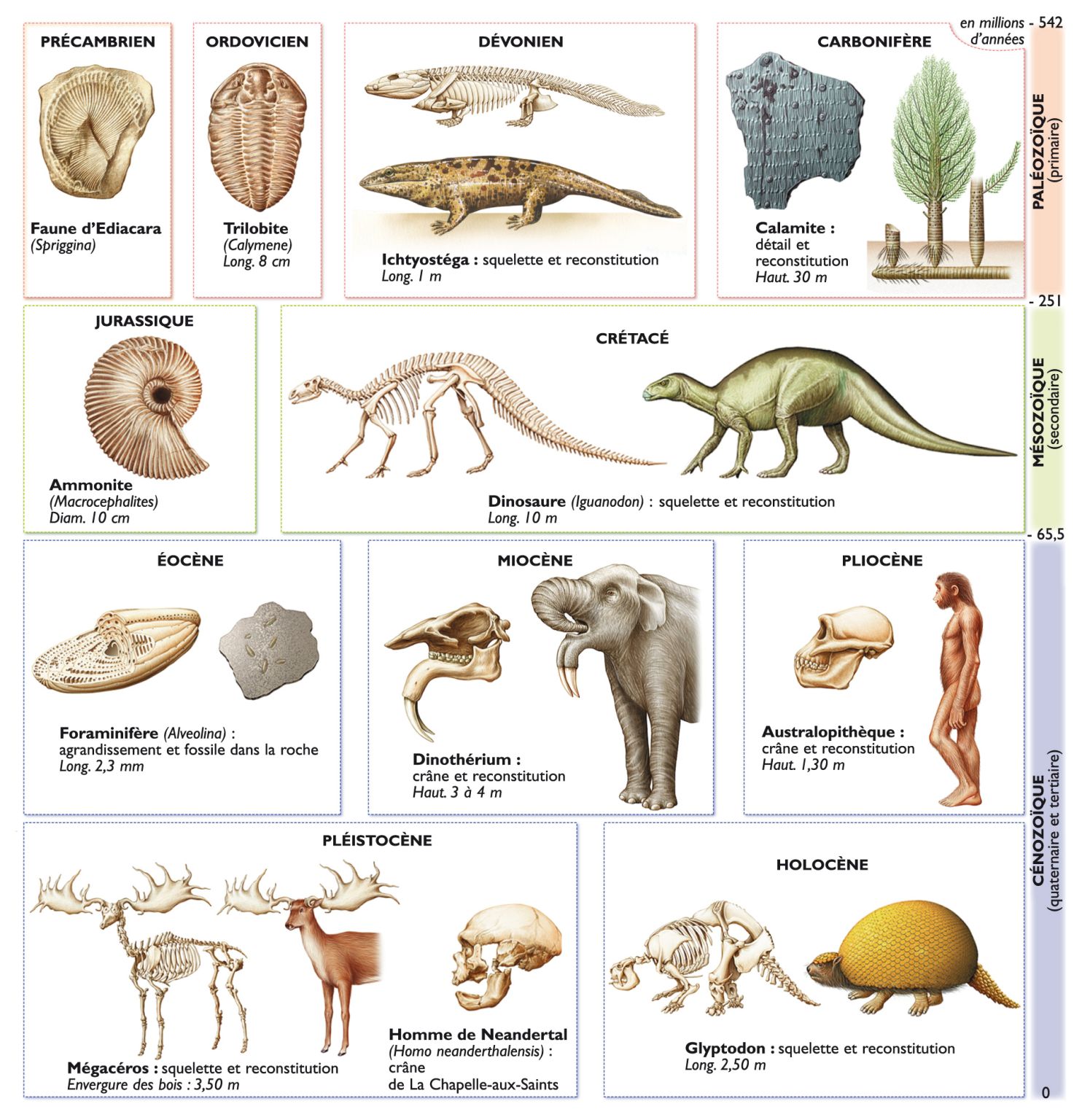 paléontologie : squelettes ou fossiles d’êtres vivants ayant peuplé la Terre à différentes époques géologiques