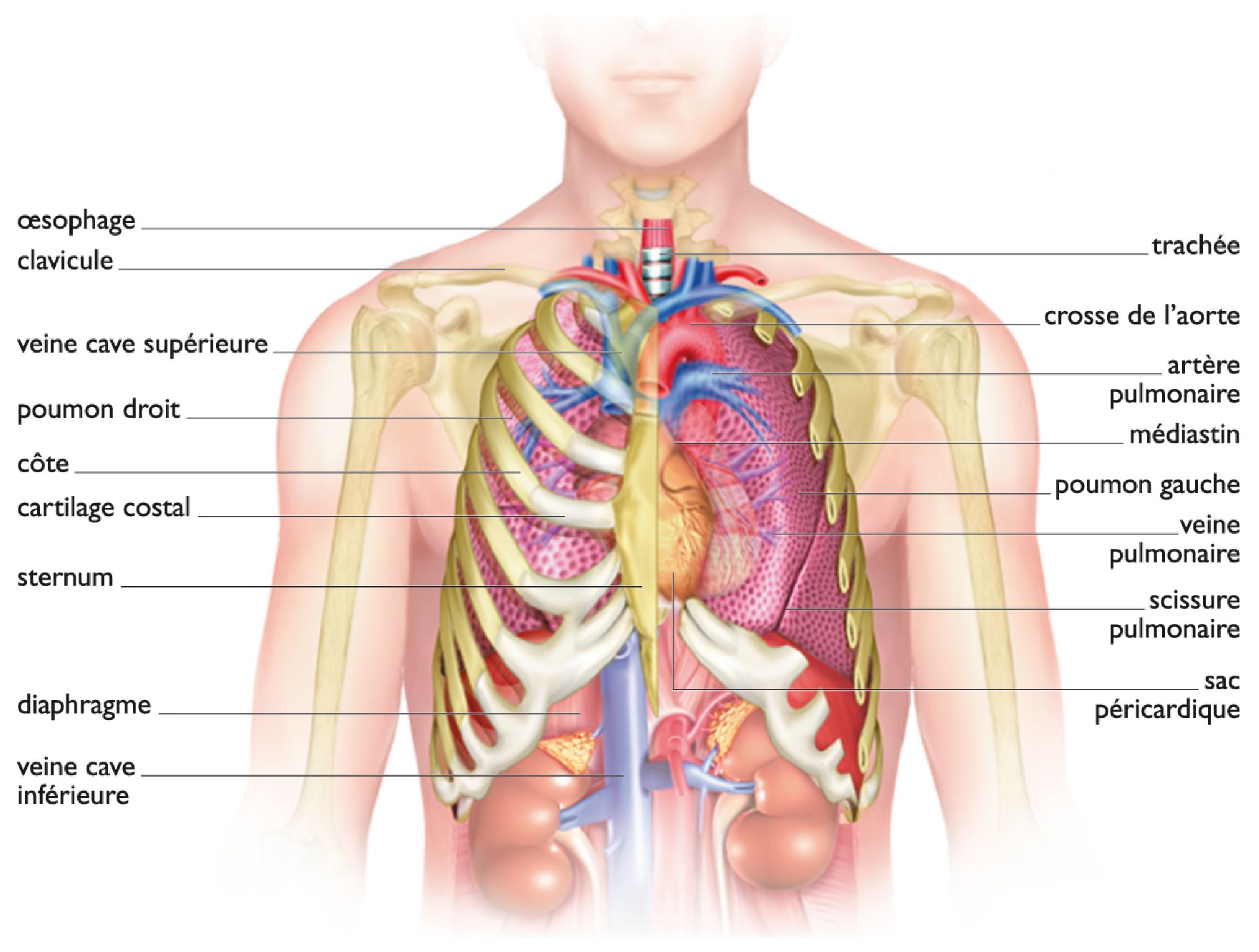 la cage thoracique et les organes du thorax, vus de face
