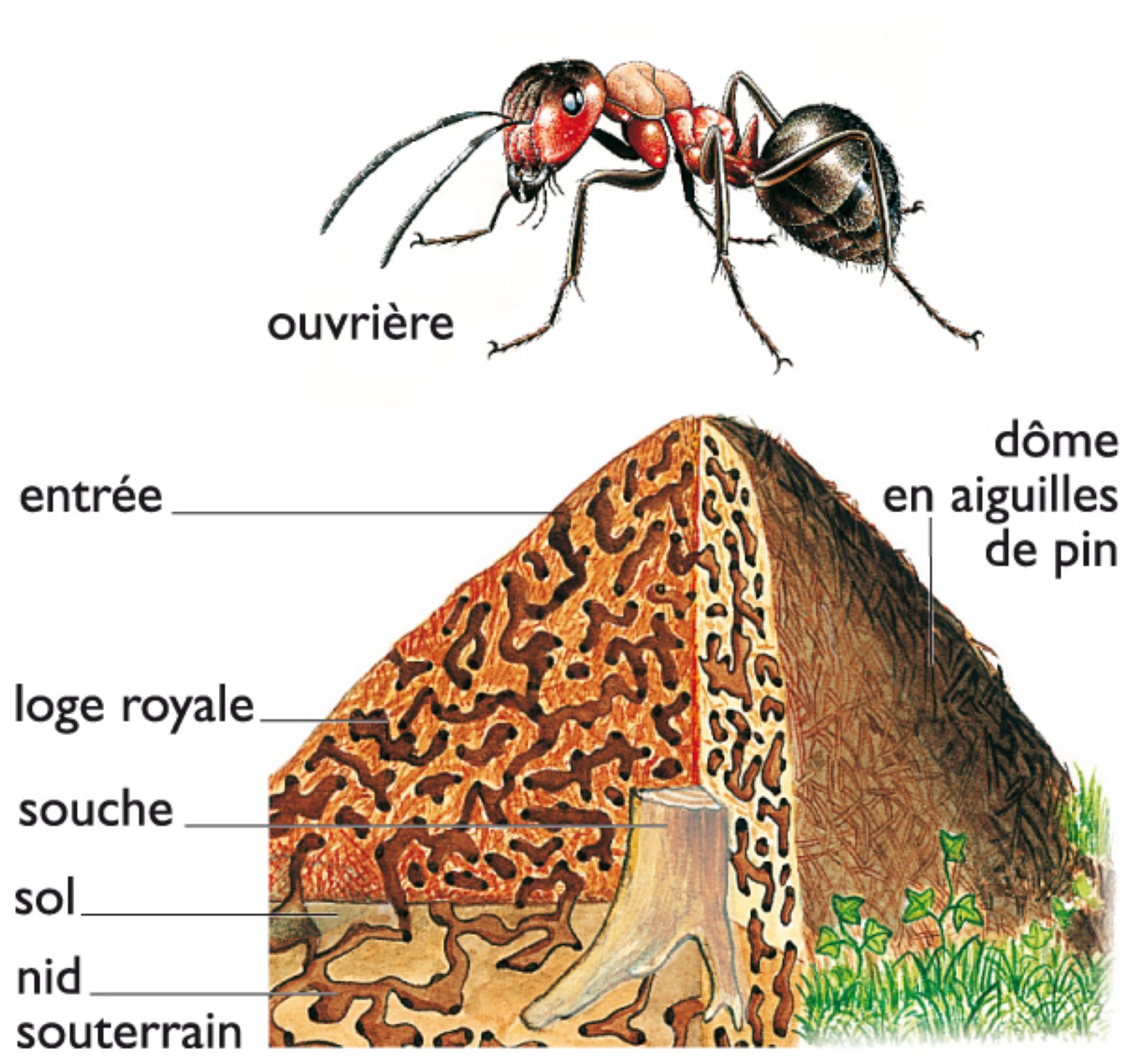 fourmi rousse et foumillière