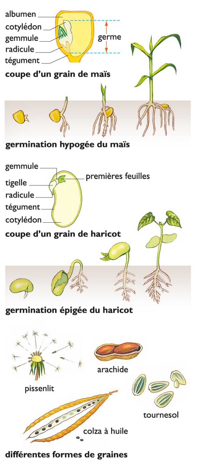 graines de quelques plantes et exemples de germination