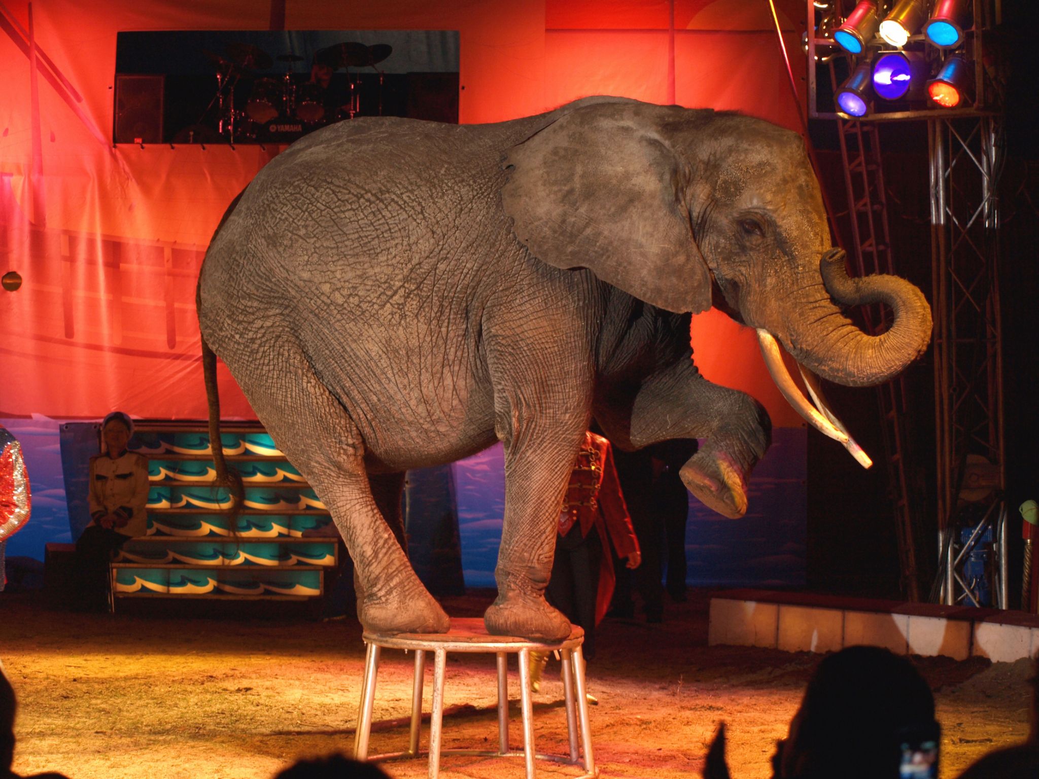 un éléphant au cirque (dressage)