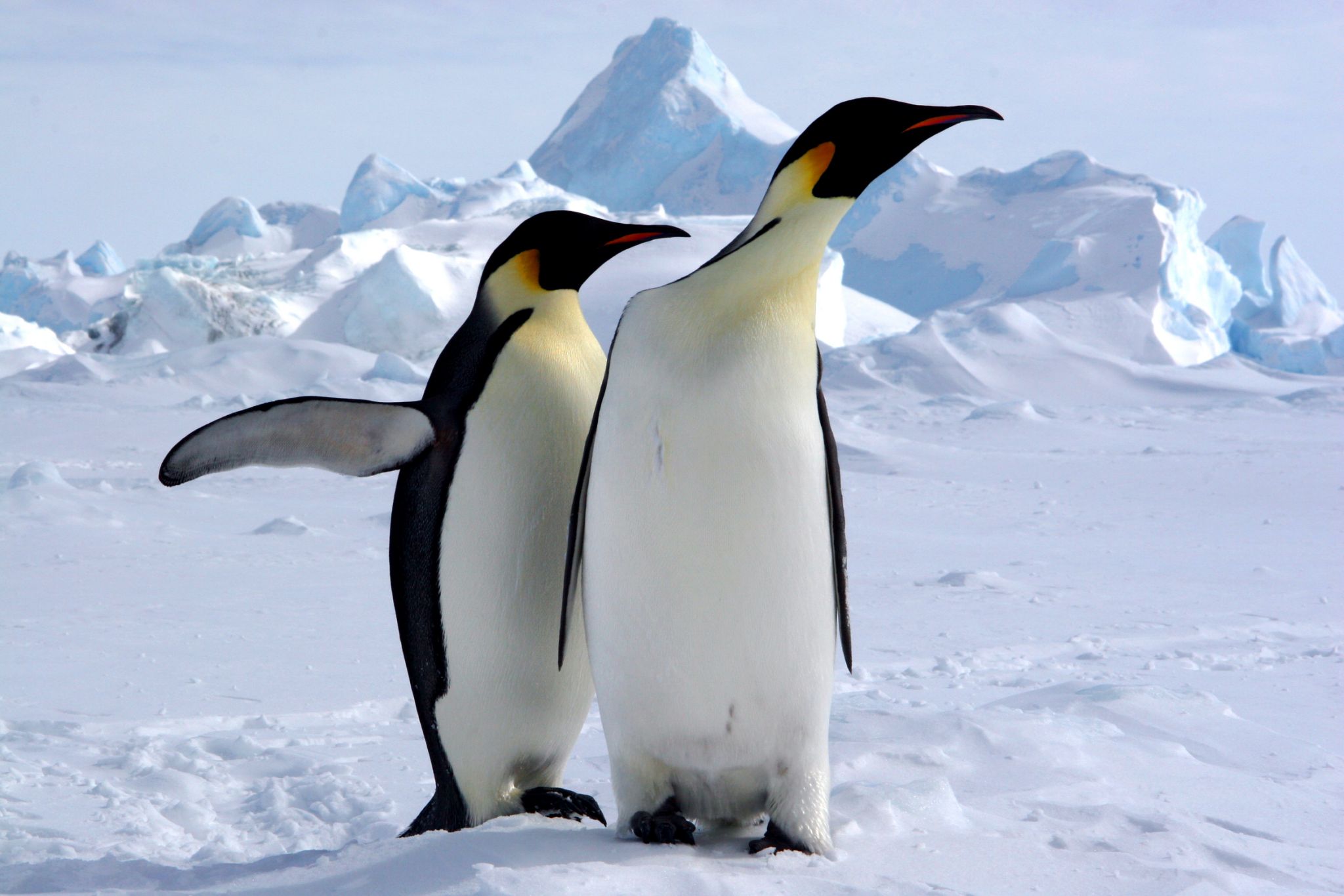 des manchots sur la banquise en Antarctique
