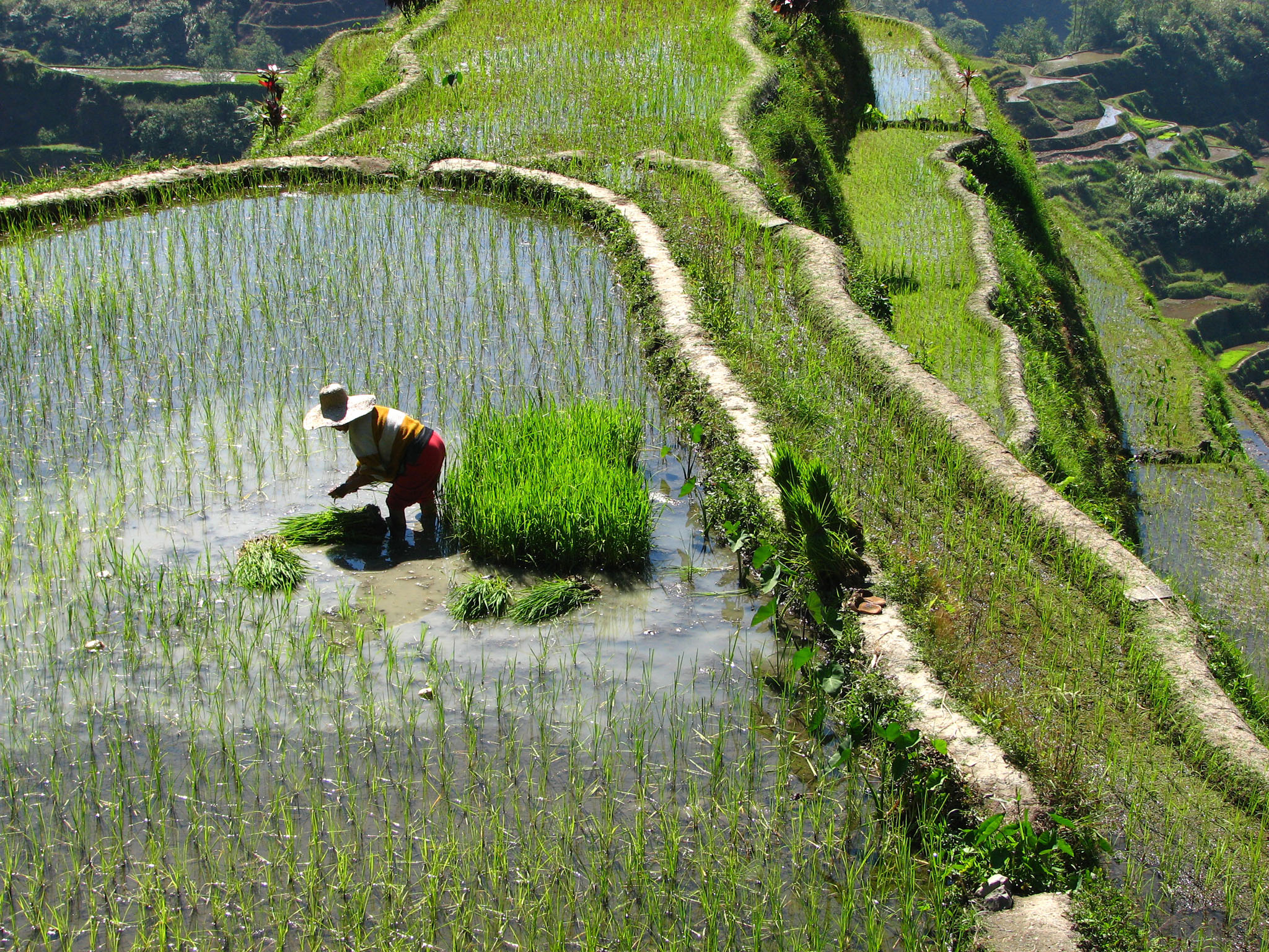 des rizières en terrasses aux Philippines ; le riz est la deuxième céréale alimentaire produite dans le monde