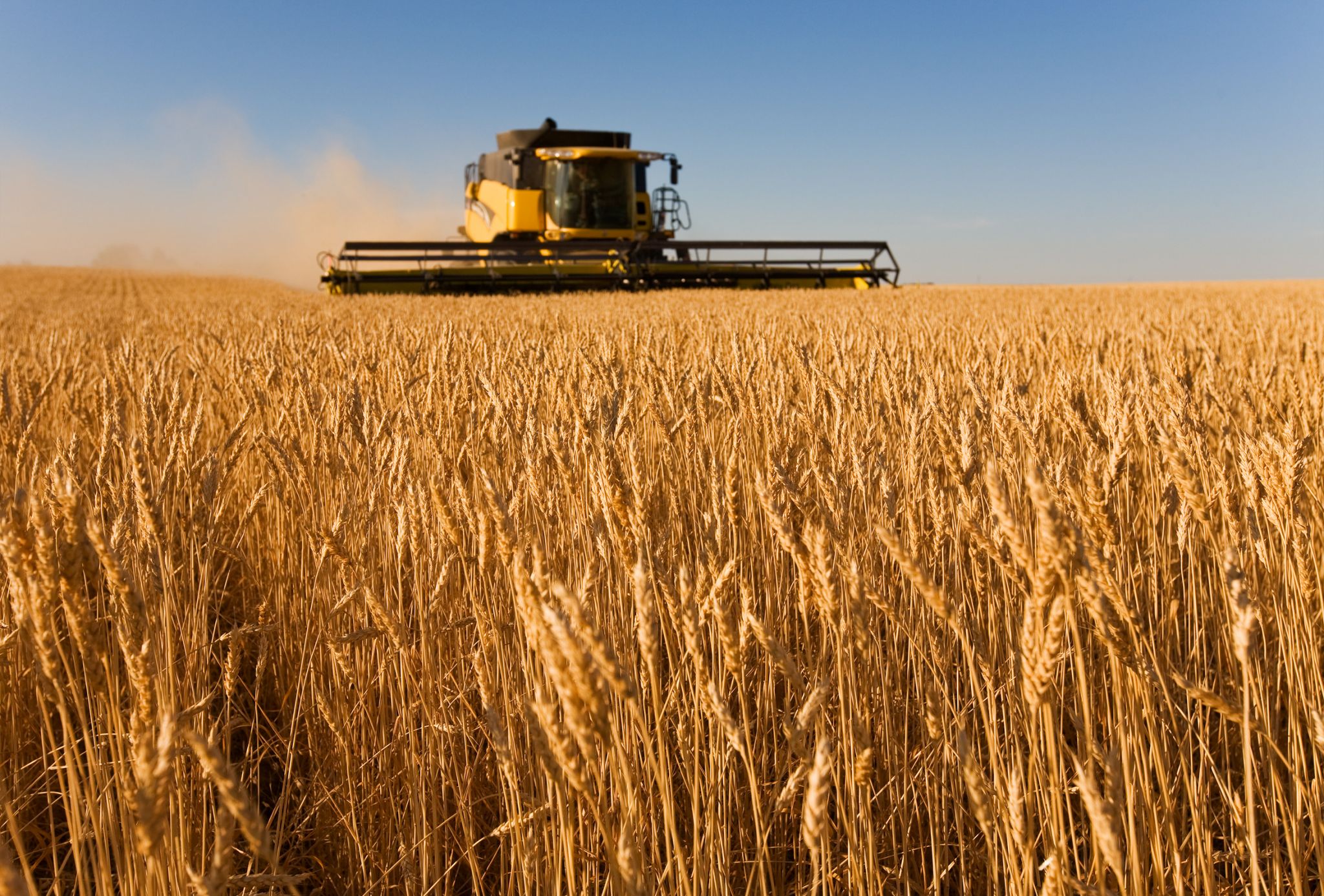 une moissonneuse dans un champ de blé. Le blé est la céréale la plus produite dans le monde.