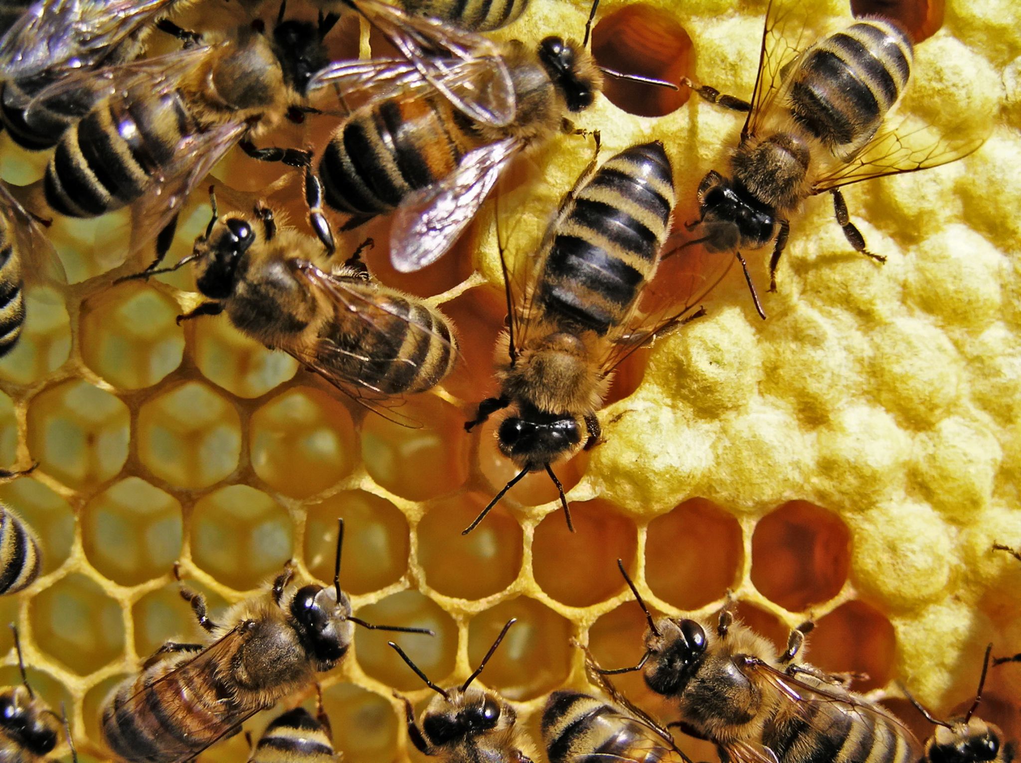 abeilles s’affairant dans les alvéoles d’une ruche