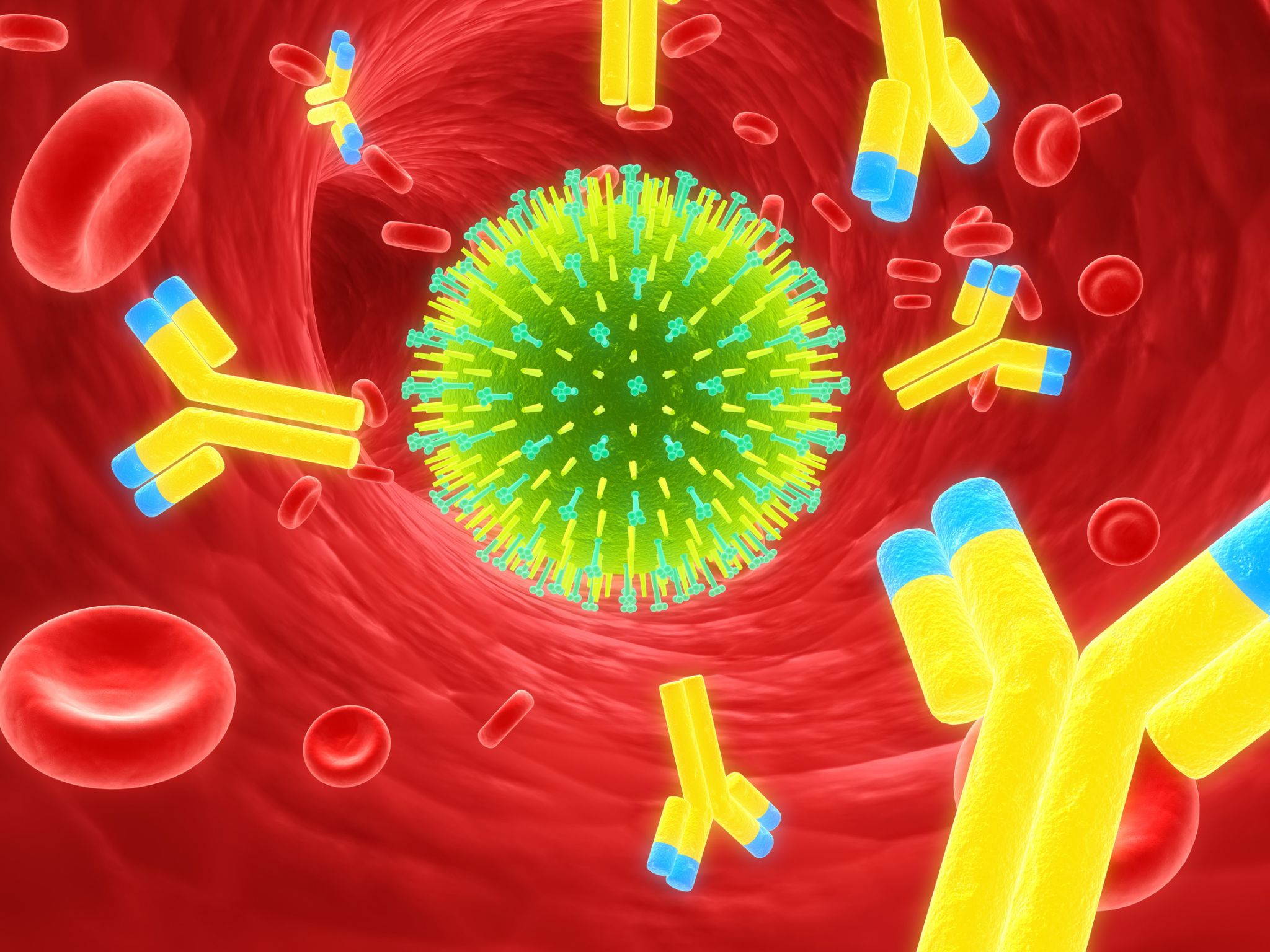 les anticorps (en jaune) sont produits par les globules blancs du système immunitaire en réaction à l’introduction d’un virus (en vert)