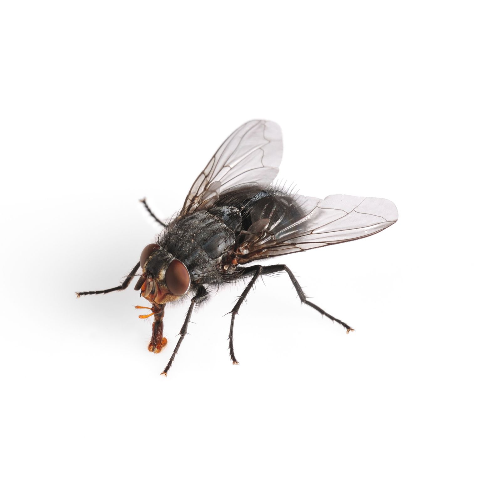 une mouche domestique commune, observée en macrophotographie