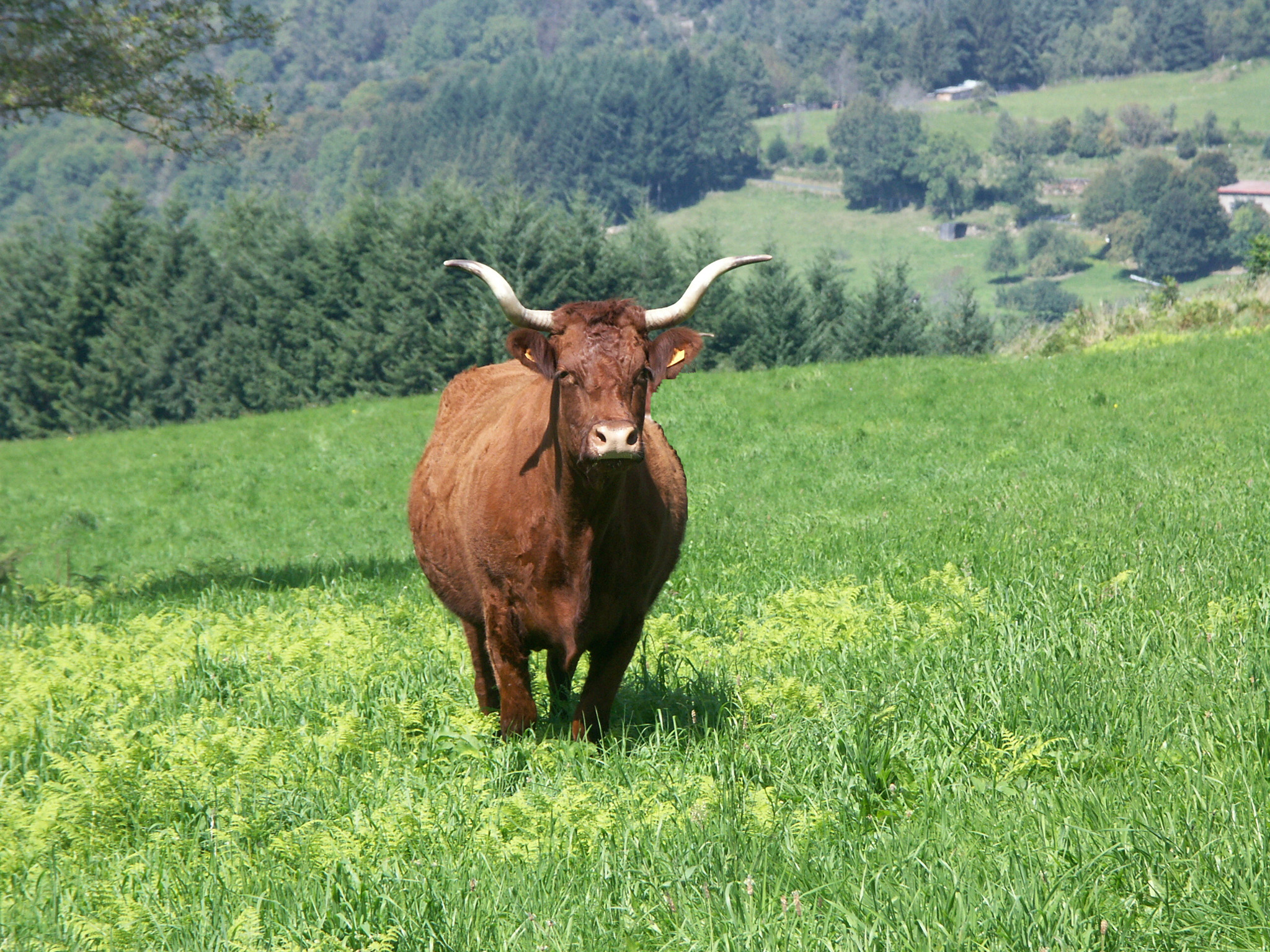 une vache de Salers