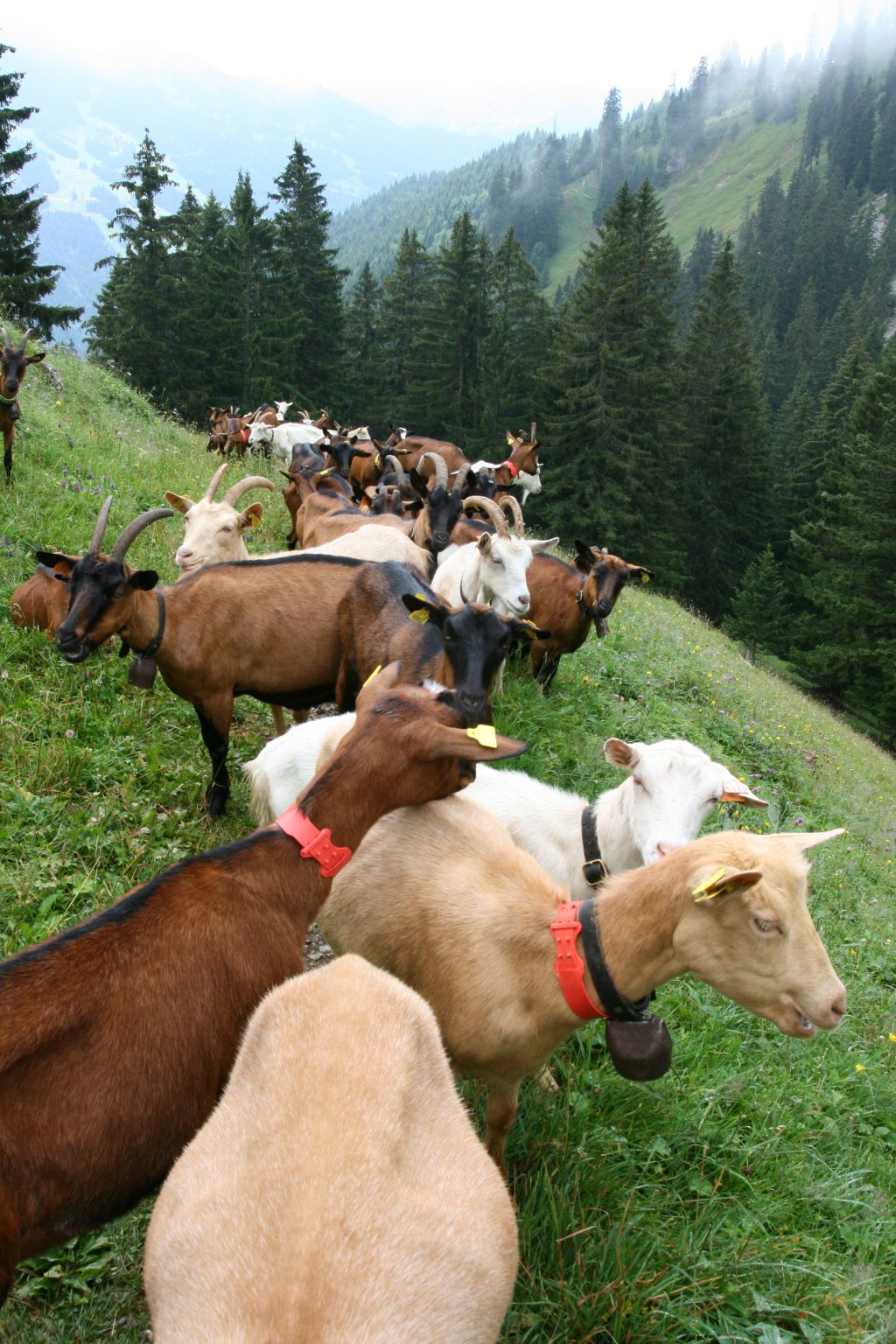 un troupeau de chèvres dans la vallée d’Abondance, en Haute-Savoie