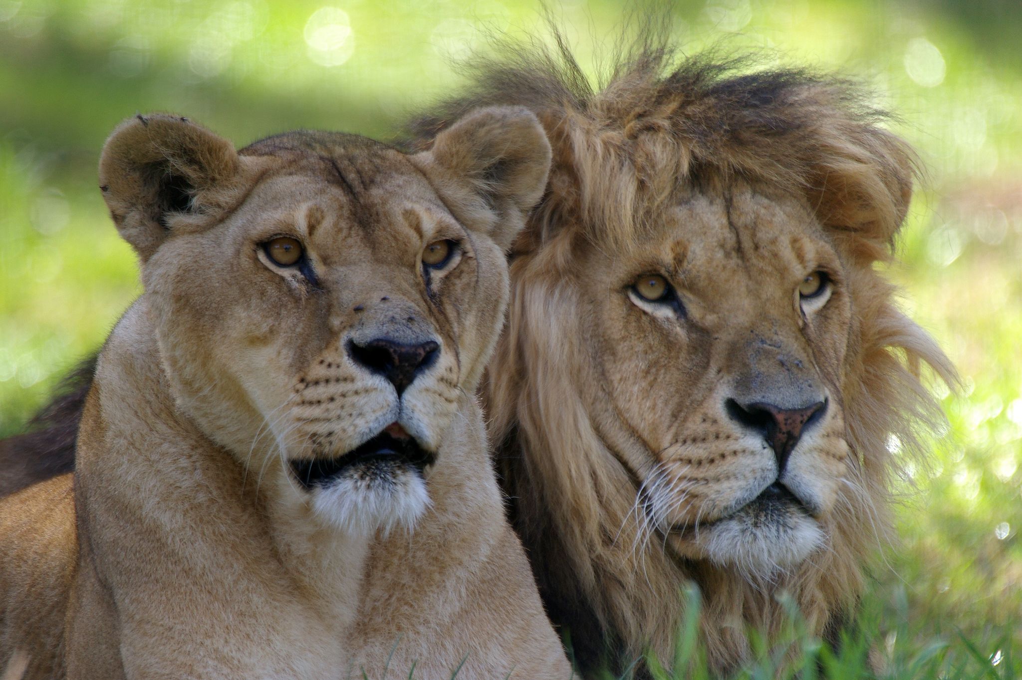 un lion et une lionne