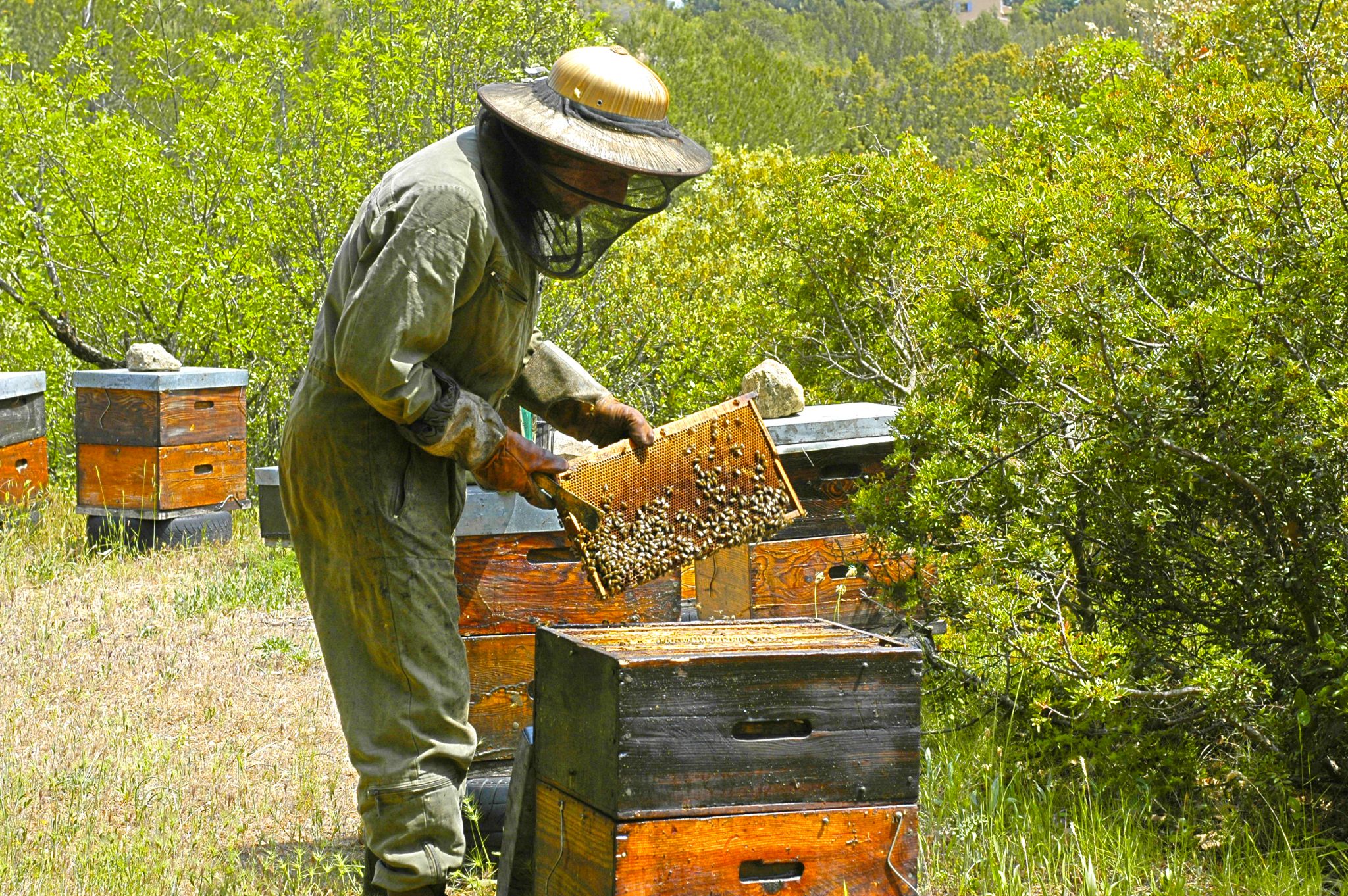 un apiculteur