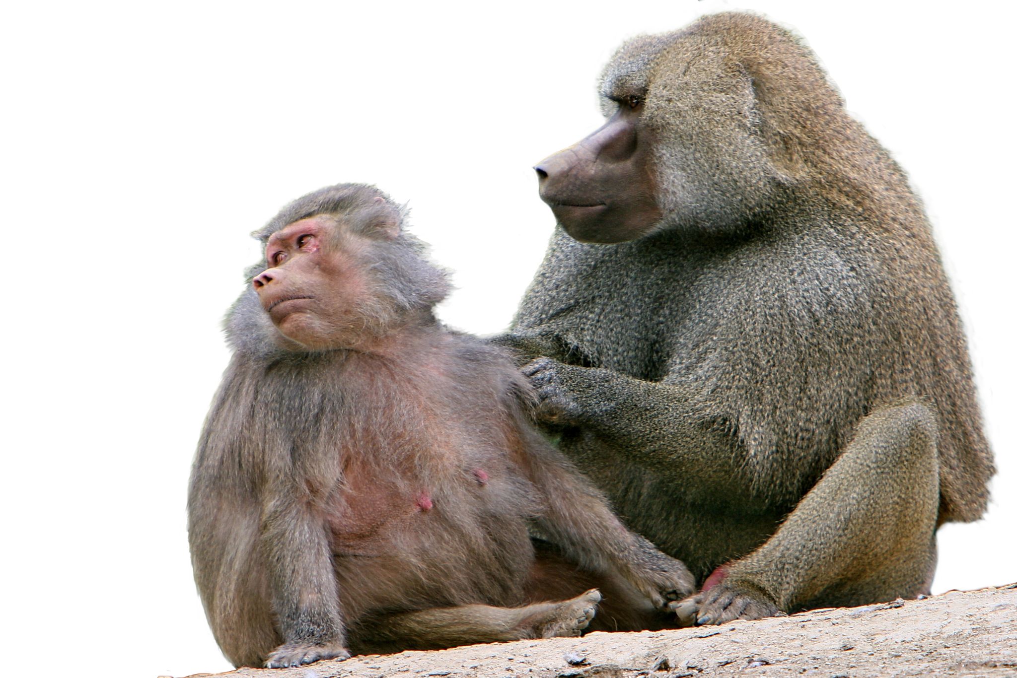 babouins (femelle et mâle)