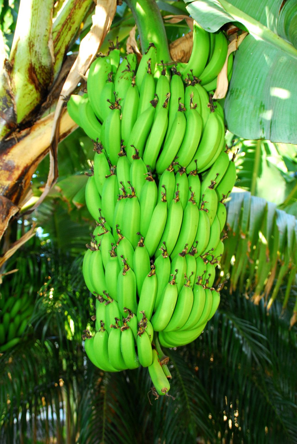 régime de bananes sur l’arbre