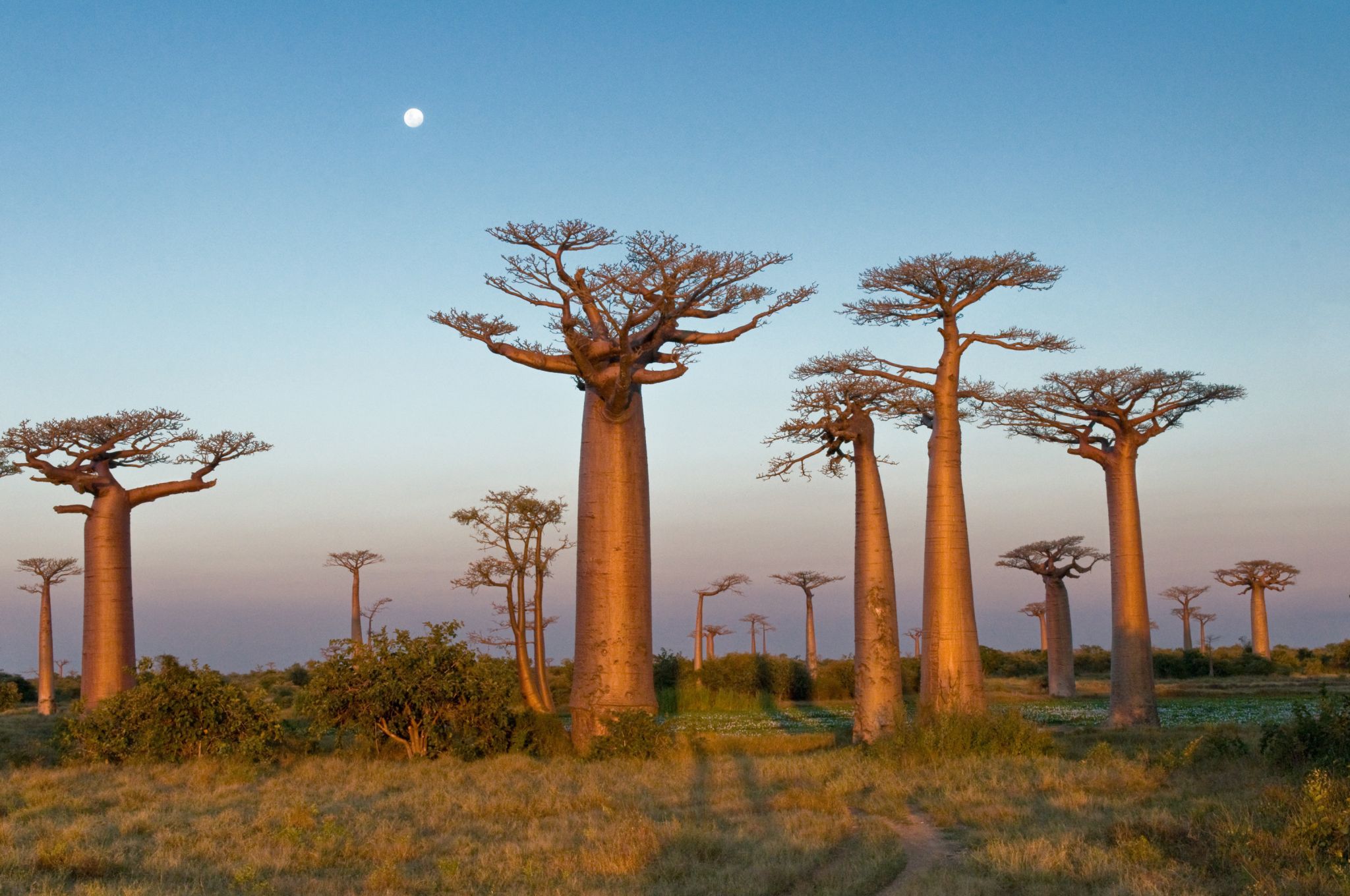 des baobabs (Madagascar)