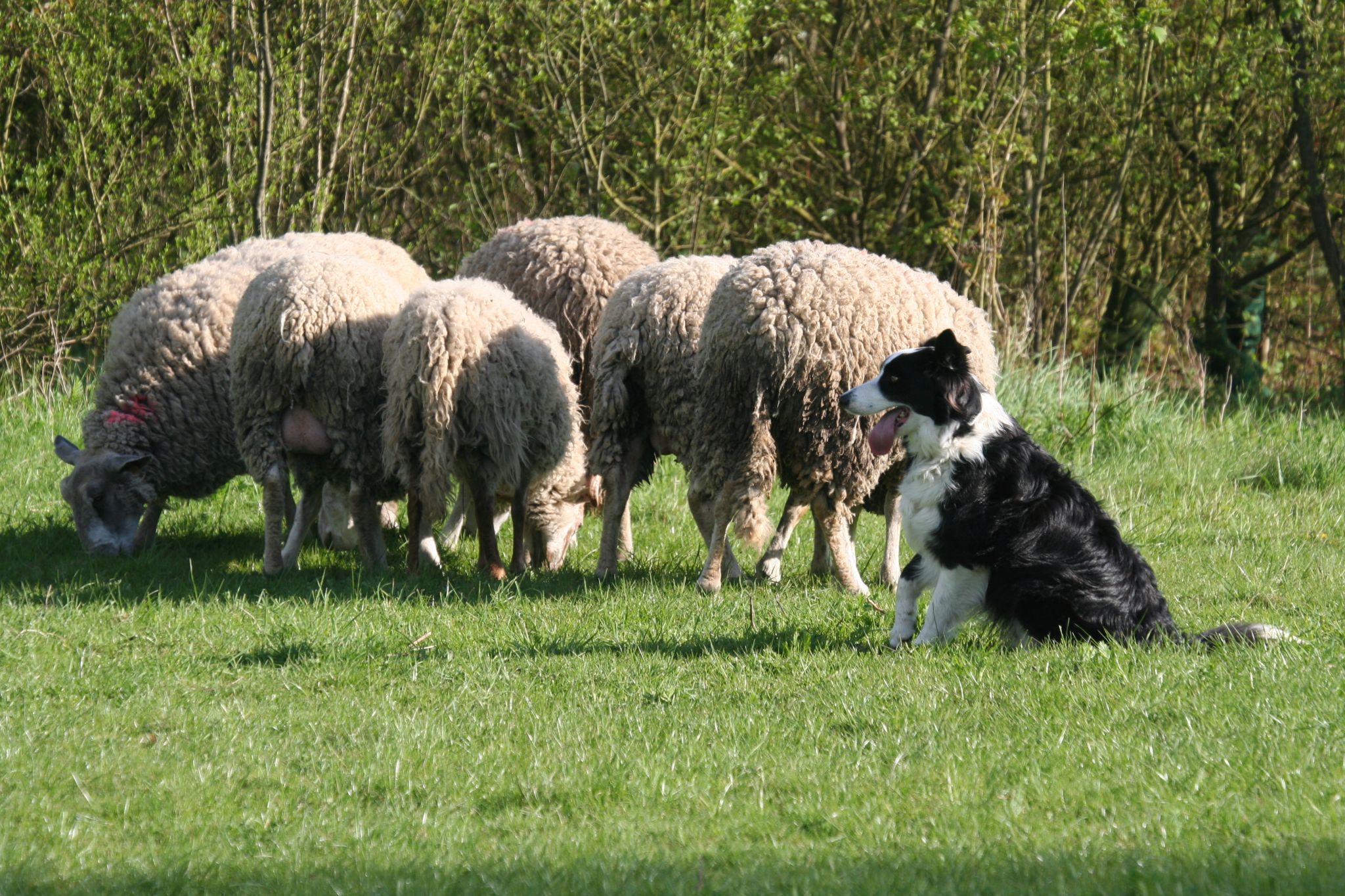 chien de berger gardant des moutons