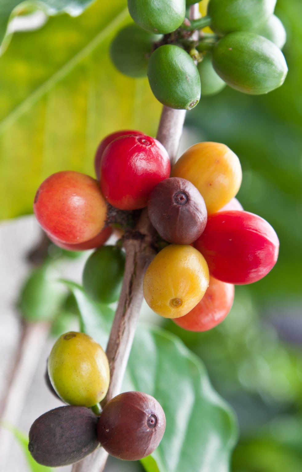 une branche de caféier