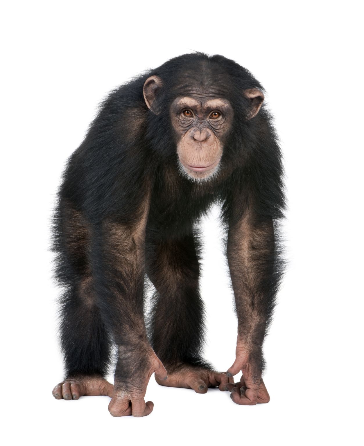 un jeune chimpanzé